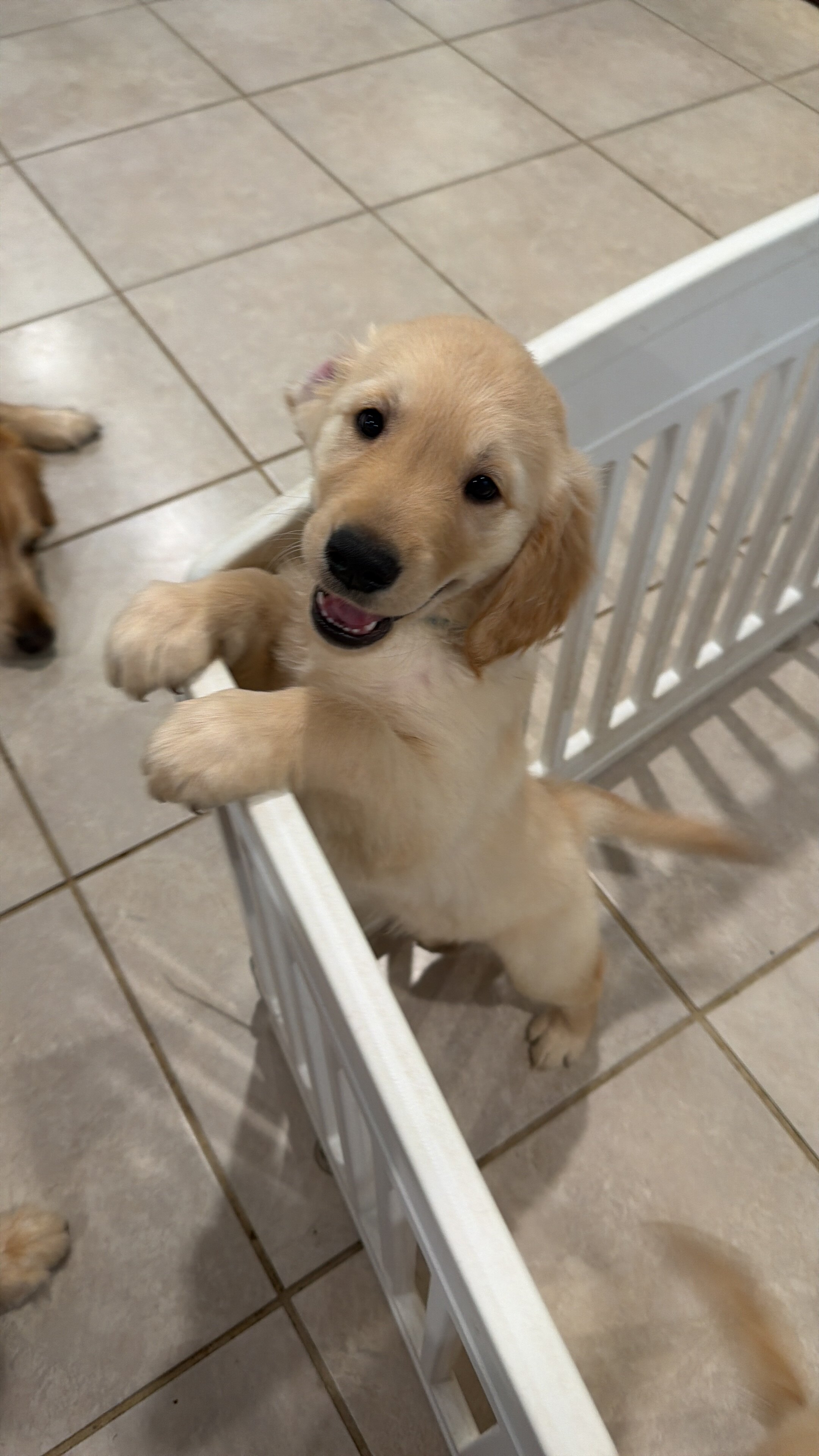 Puppies image 5