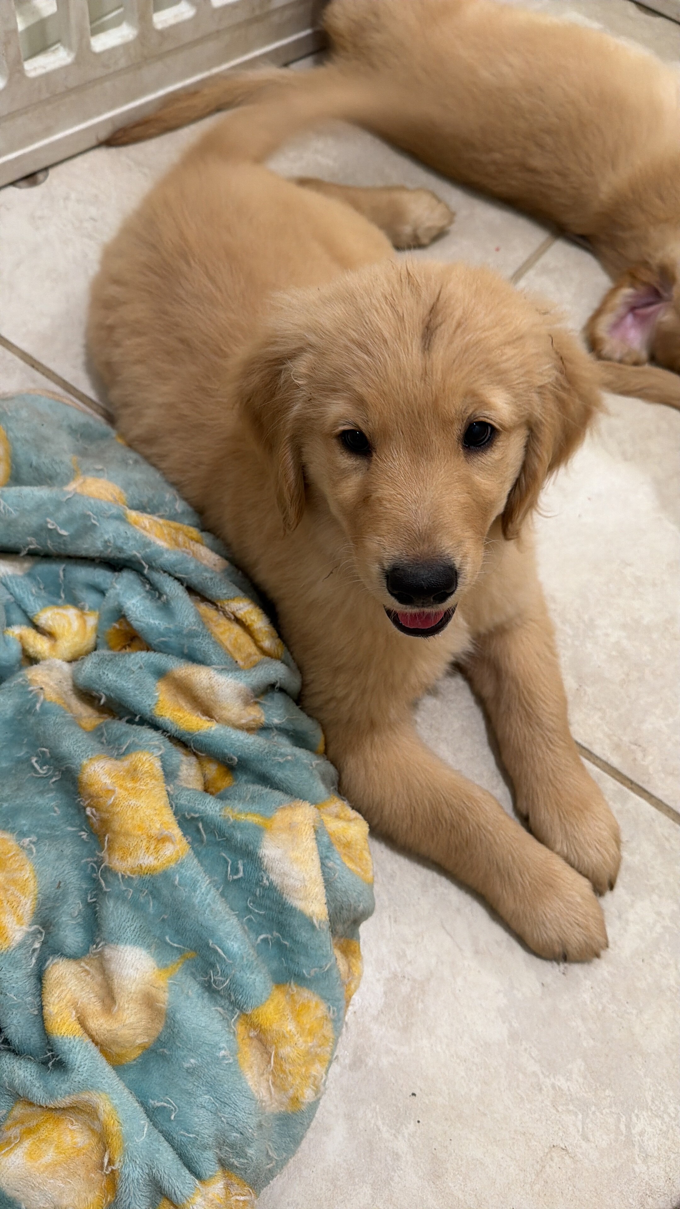 Puppies image 2