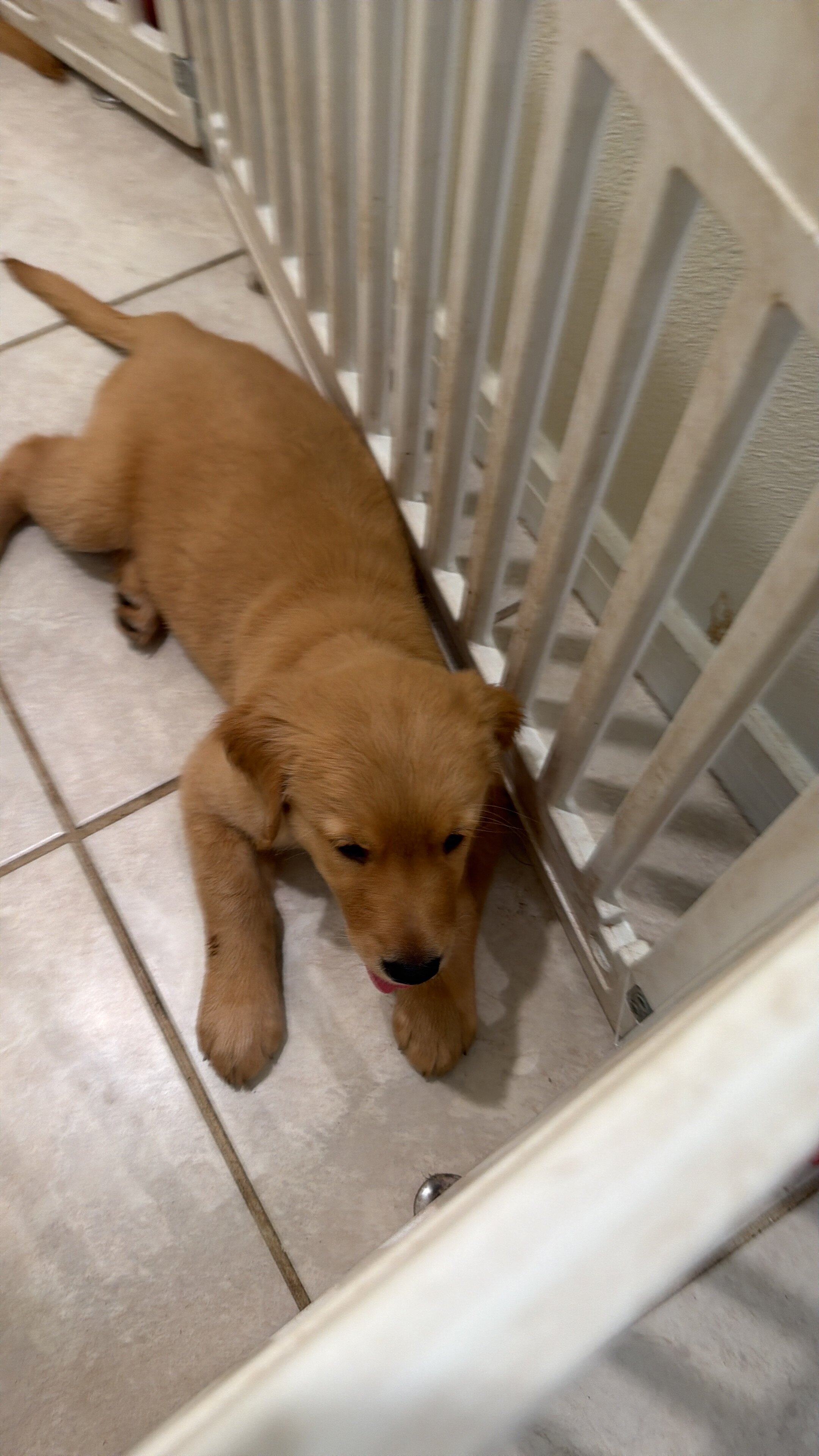Puppies image 3