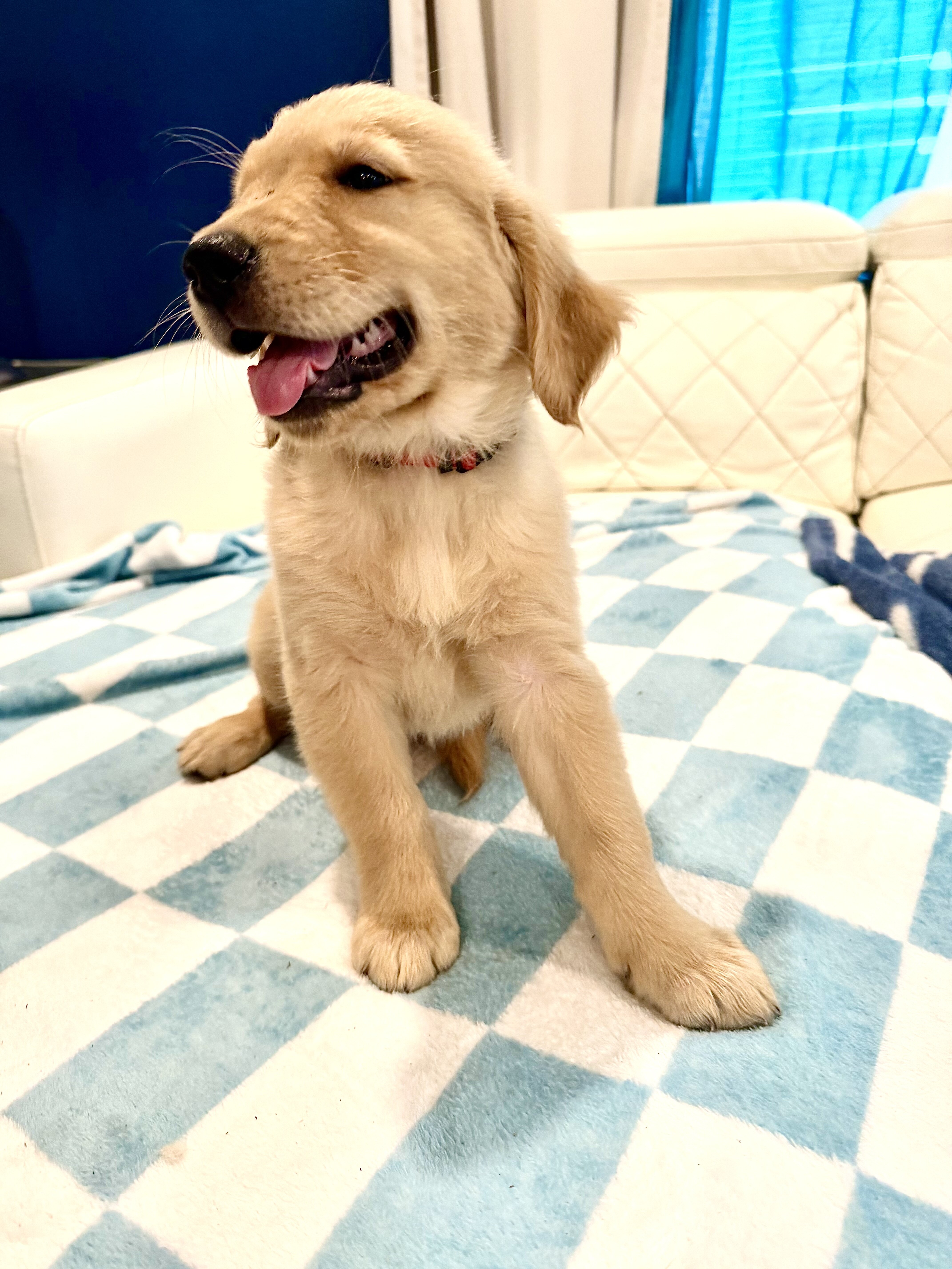 Puppies image 8