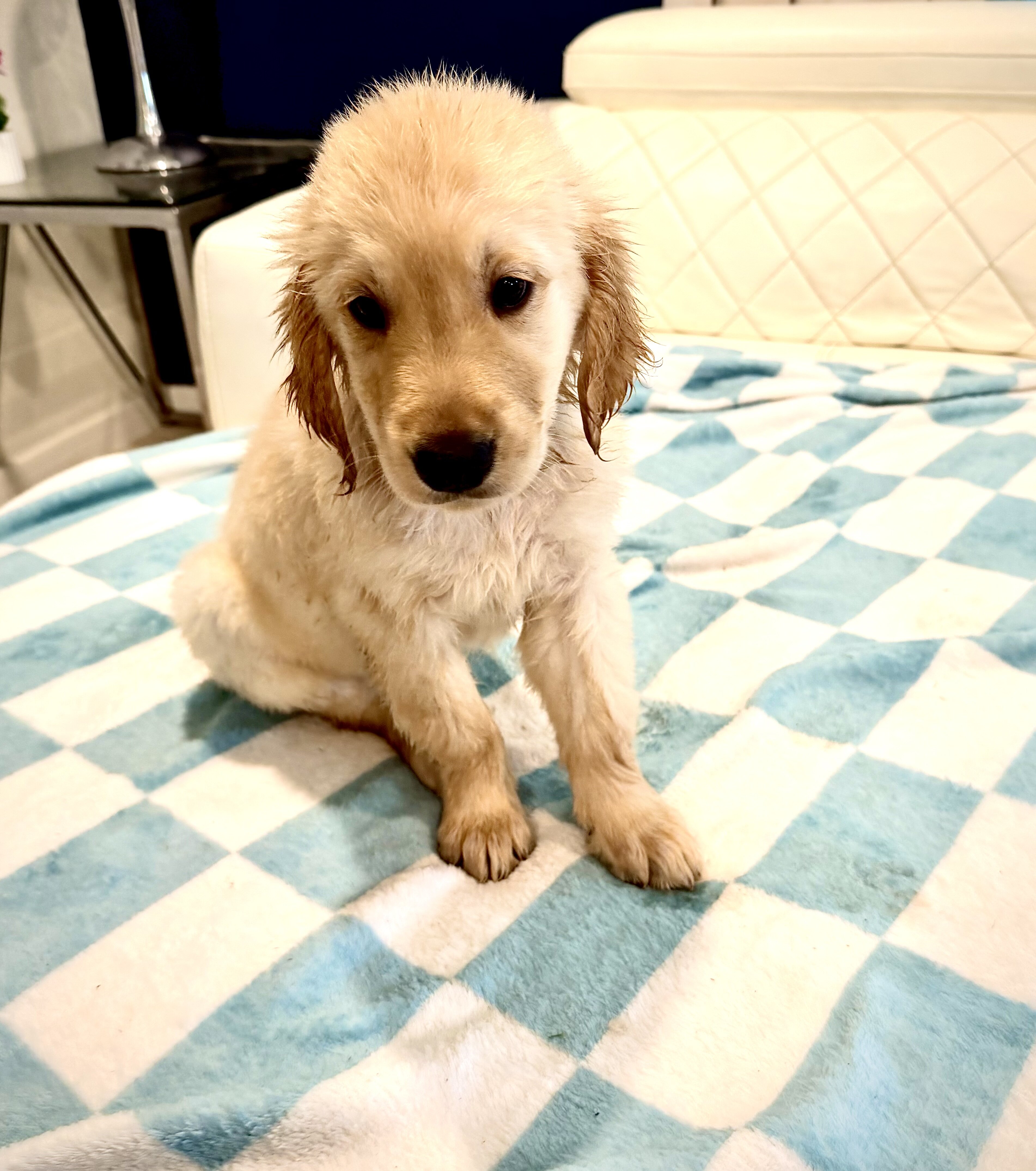 Puppies image 7