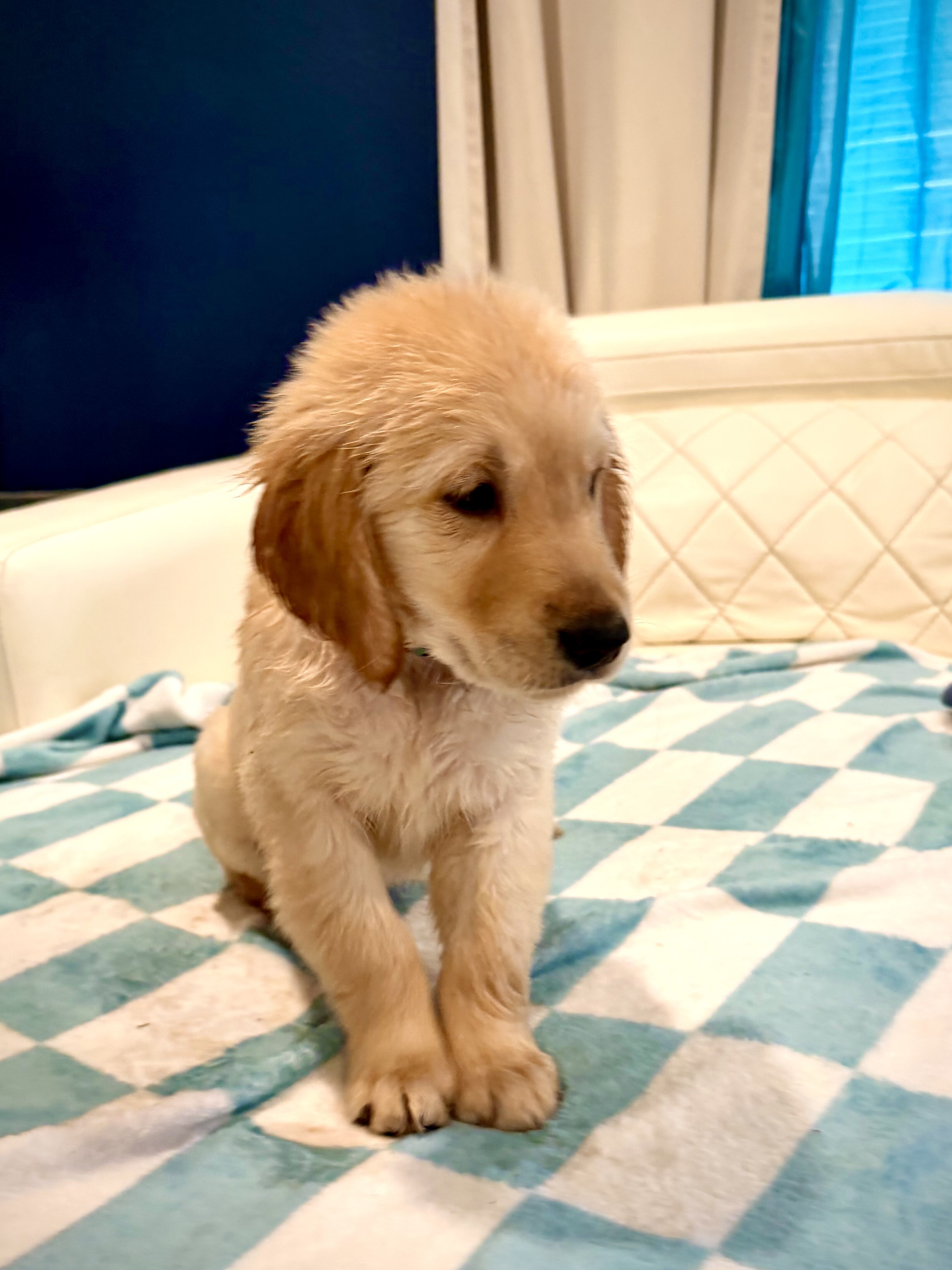 Puppies image 6