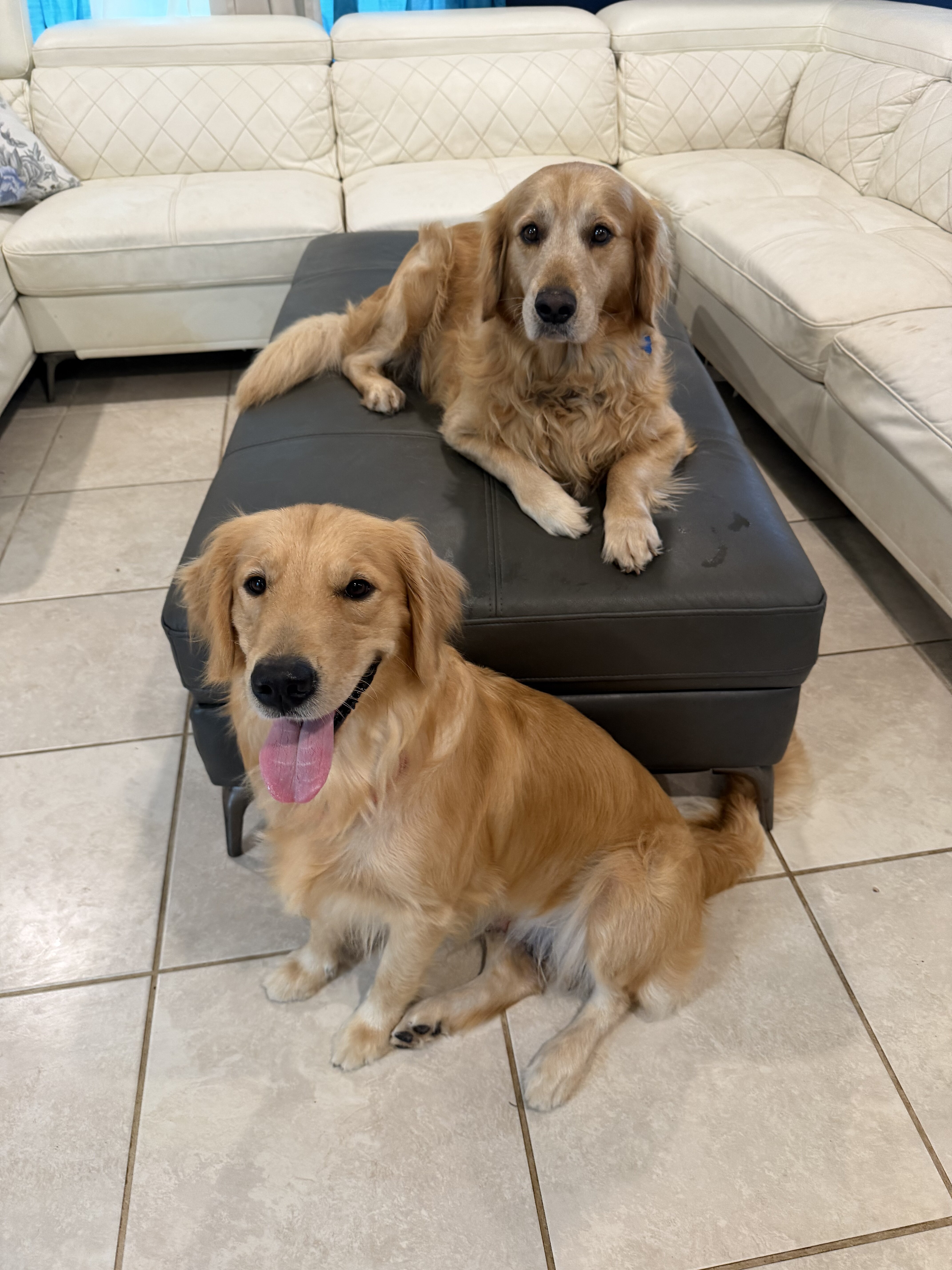 Puppies image 1