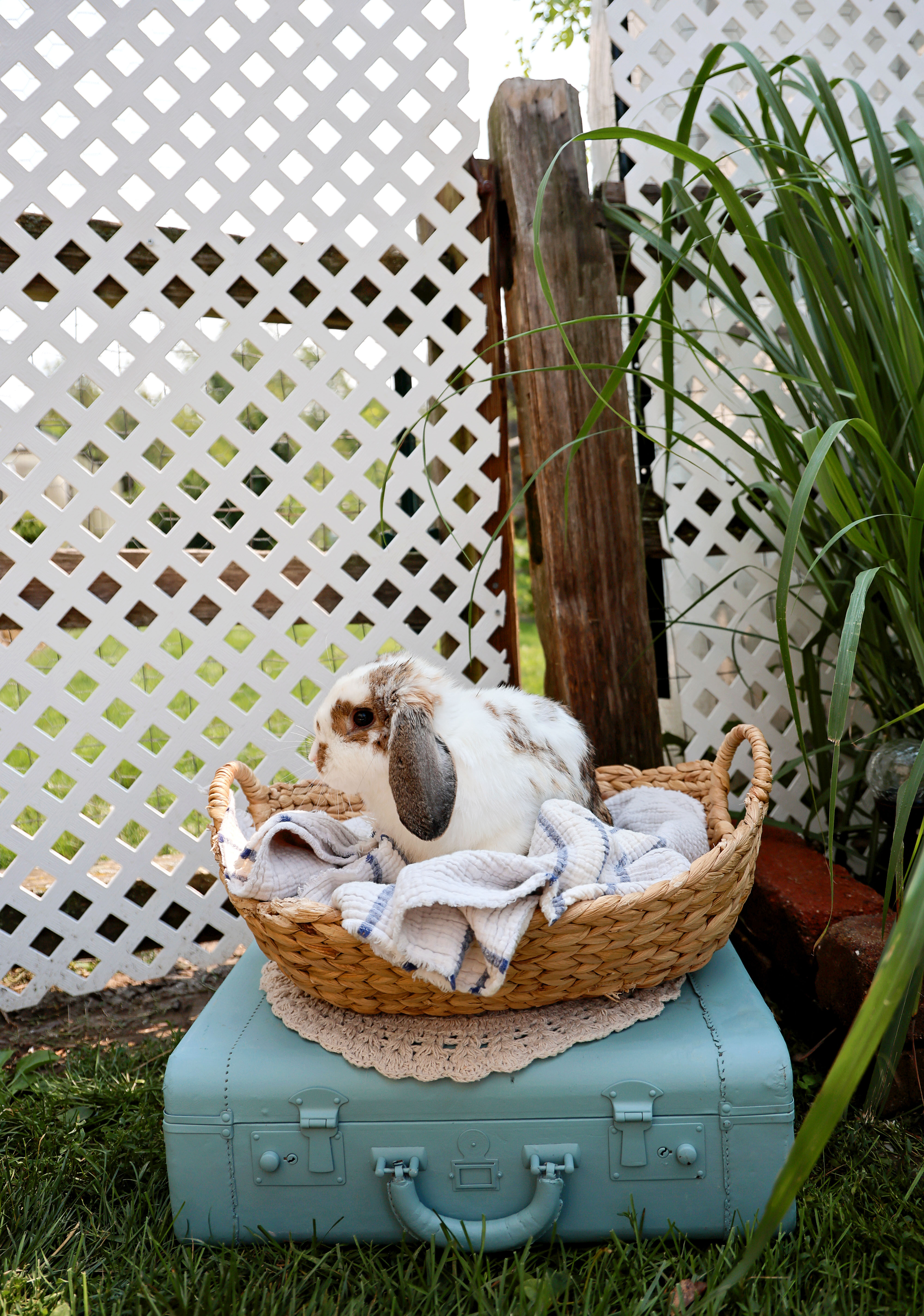 Holland Lop Bunny image 1