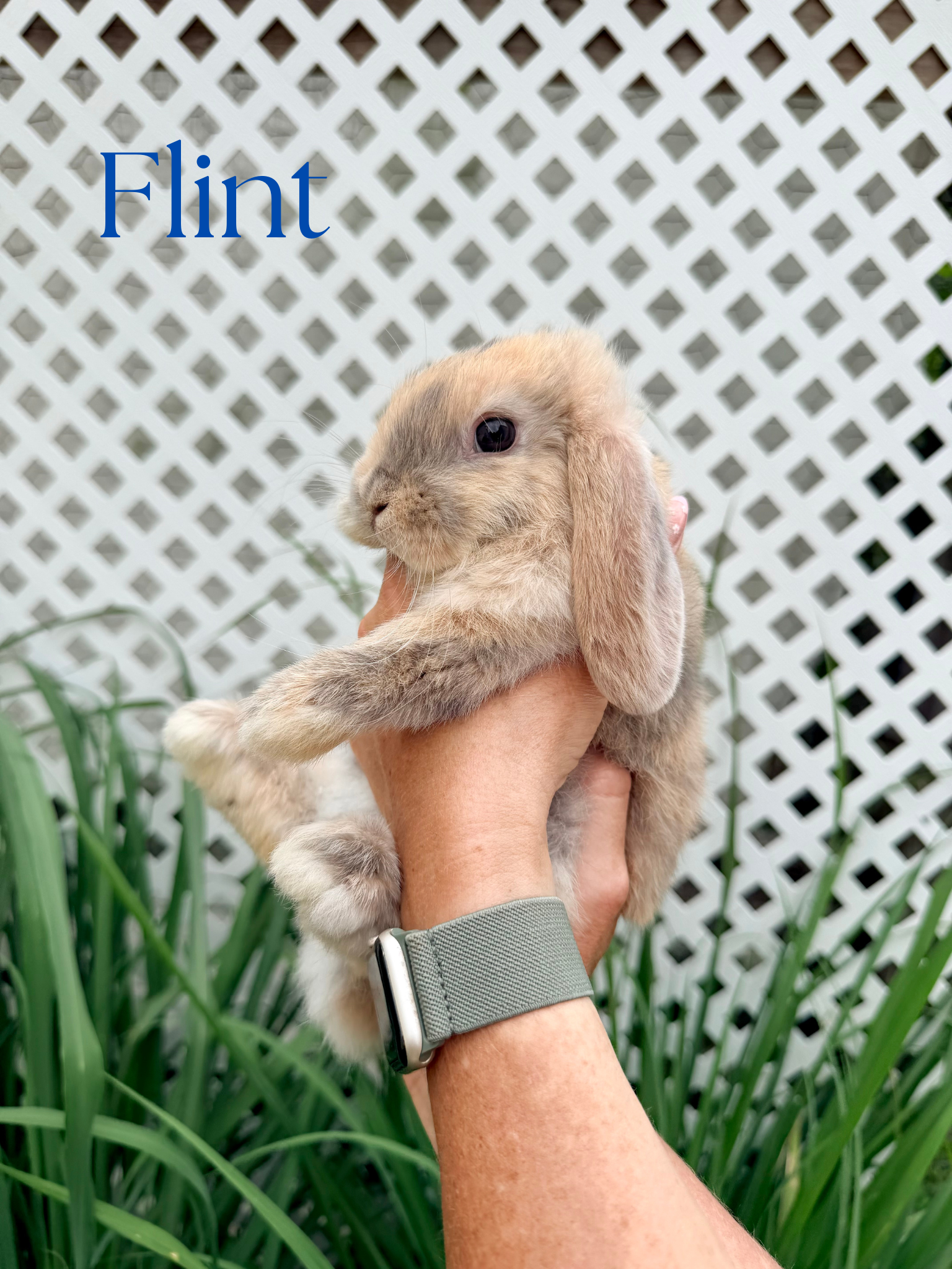 Holland Lop Baby Bunnies image 1