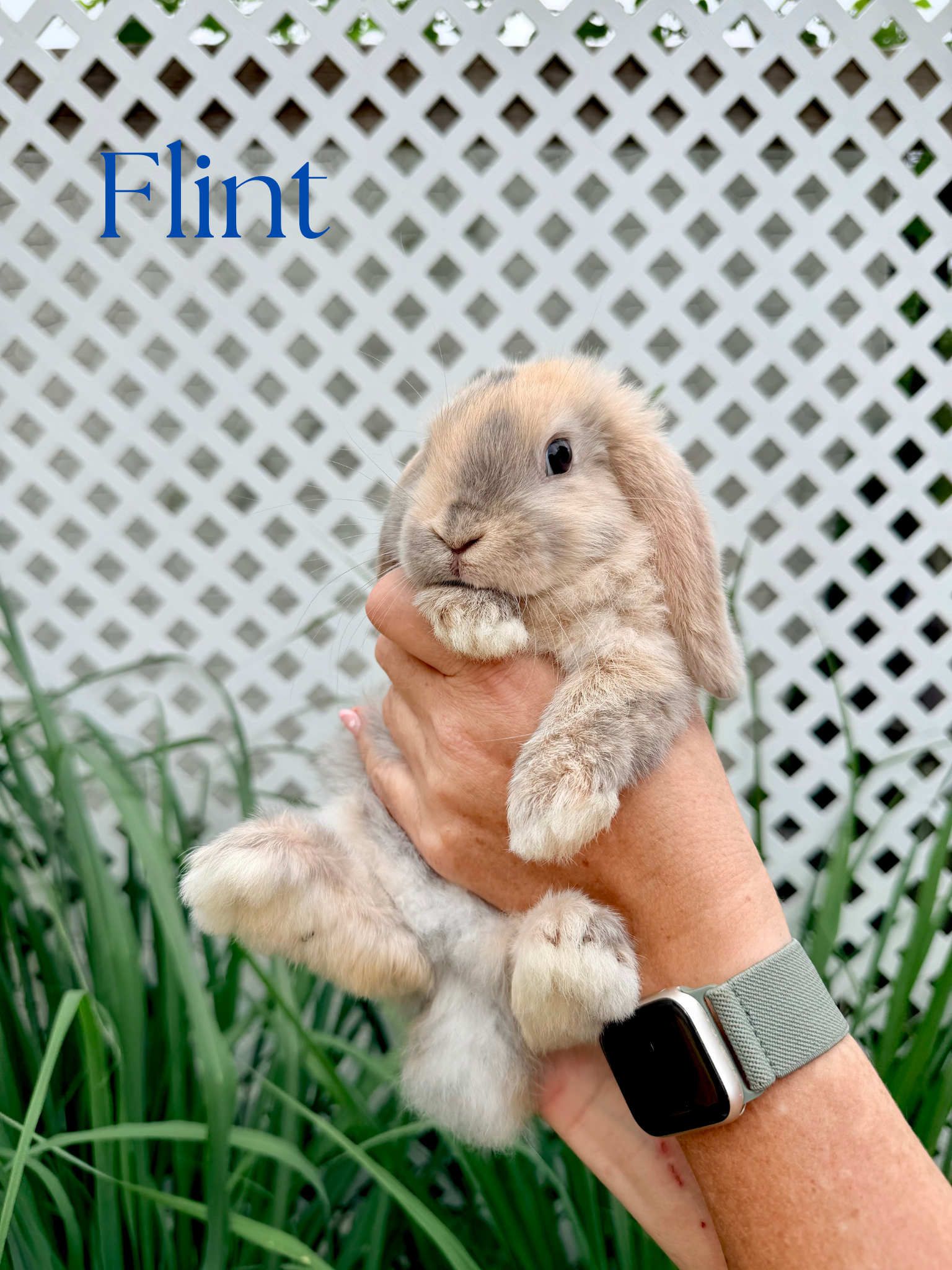 Holland Lop Baby Bunnies image 2