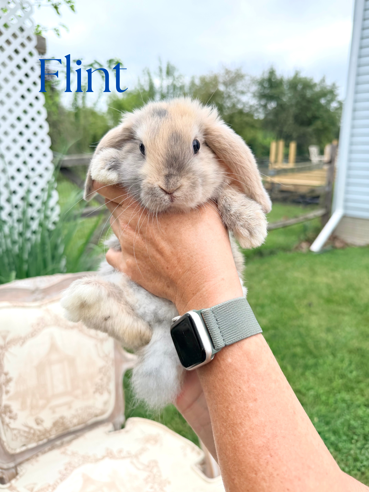 Holland Lop Baby Bunnies image 3