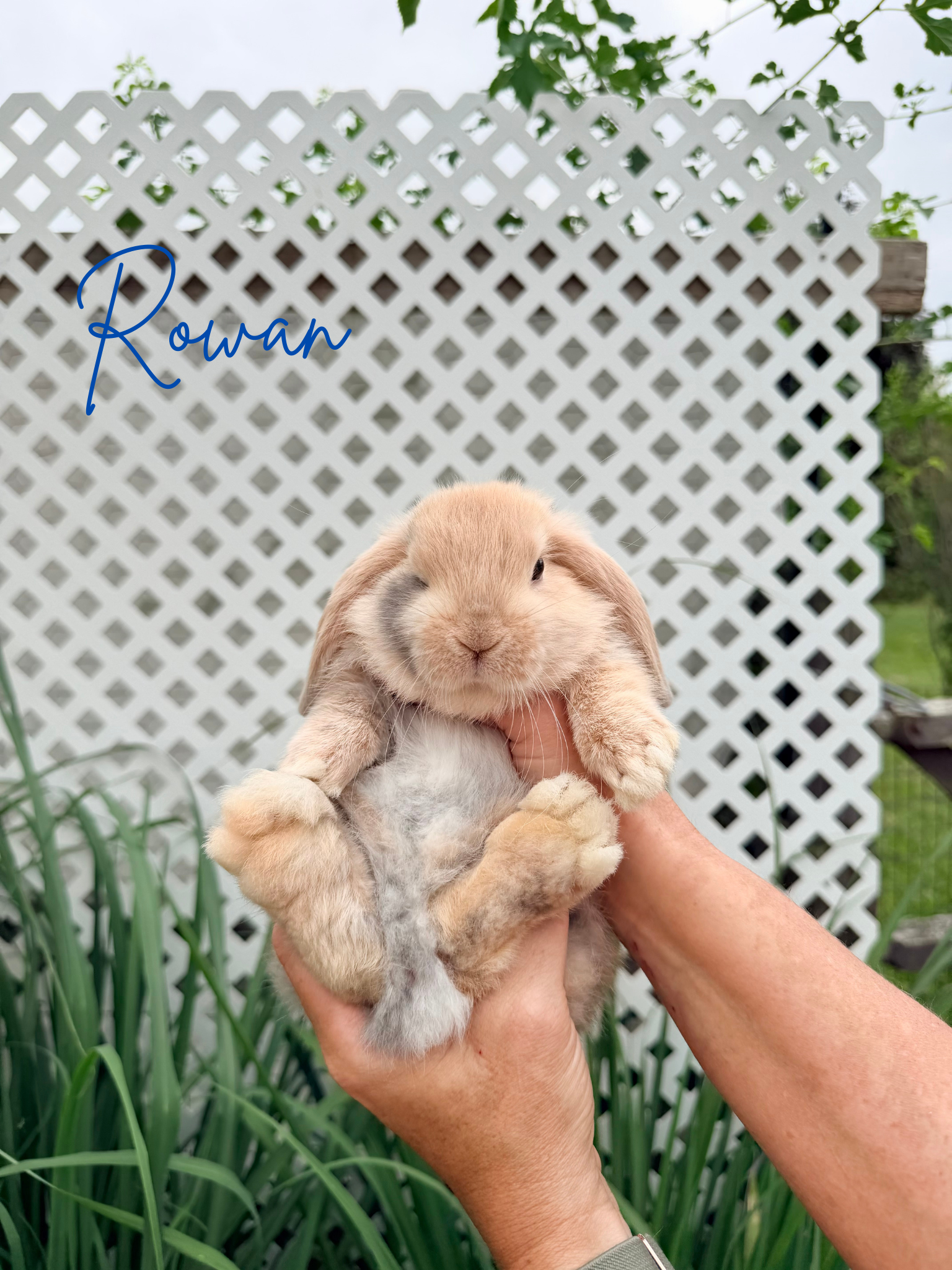 Holland Lop Baby Bunnies image 4