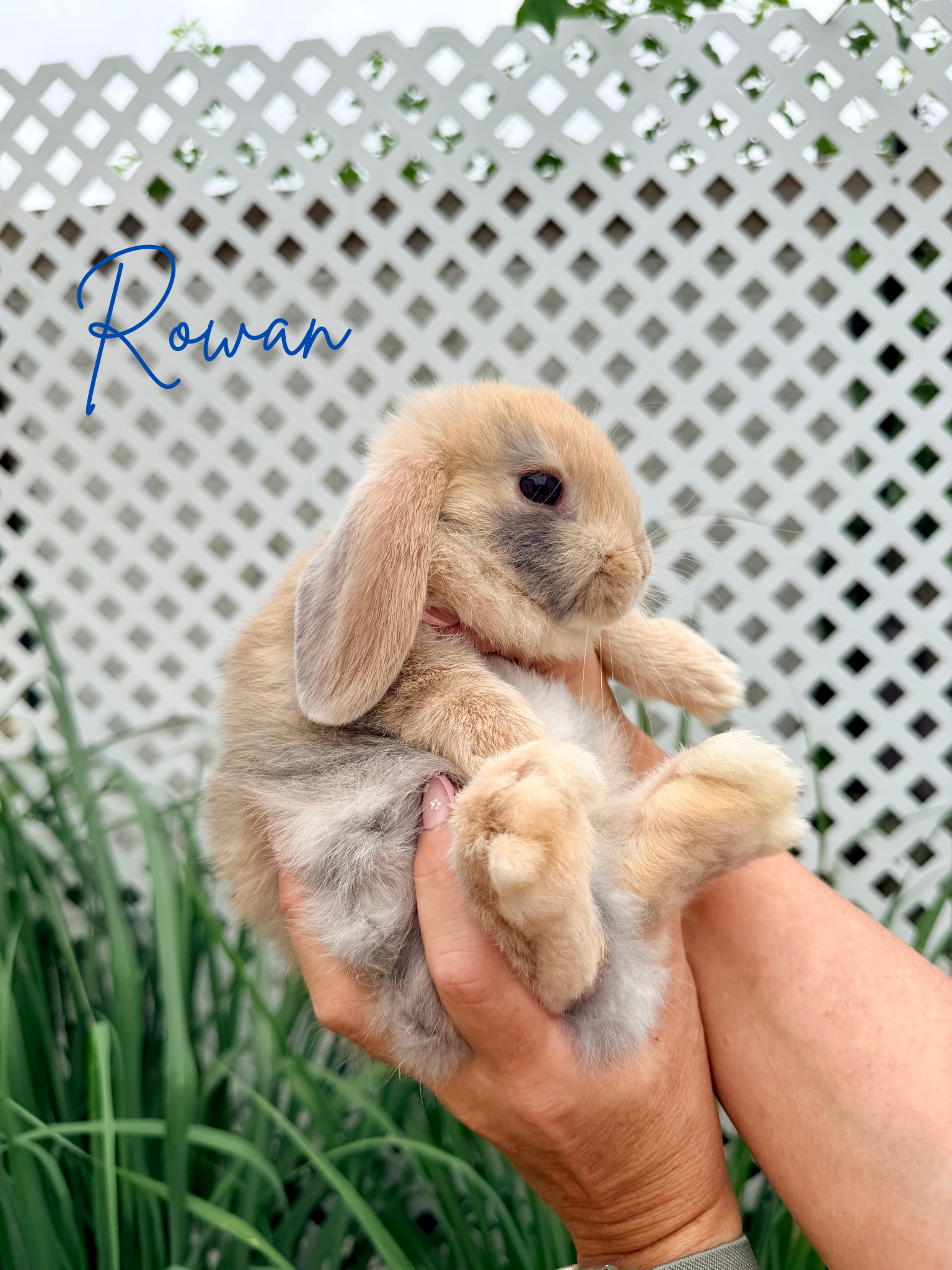 Holland Lop Baby Bunnies image 5