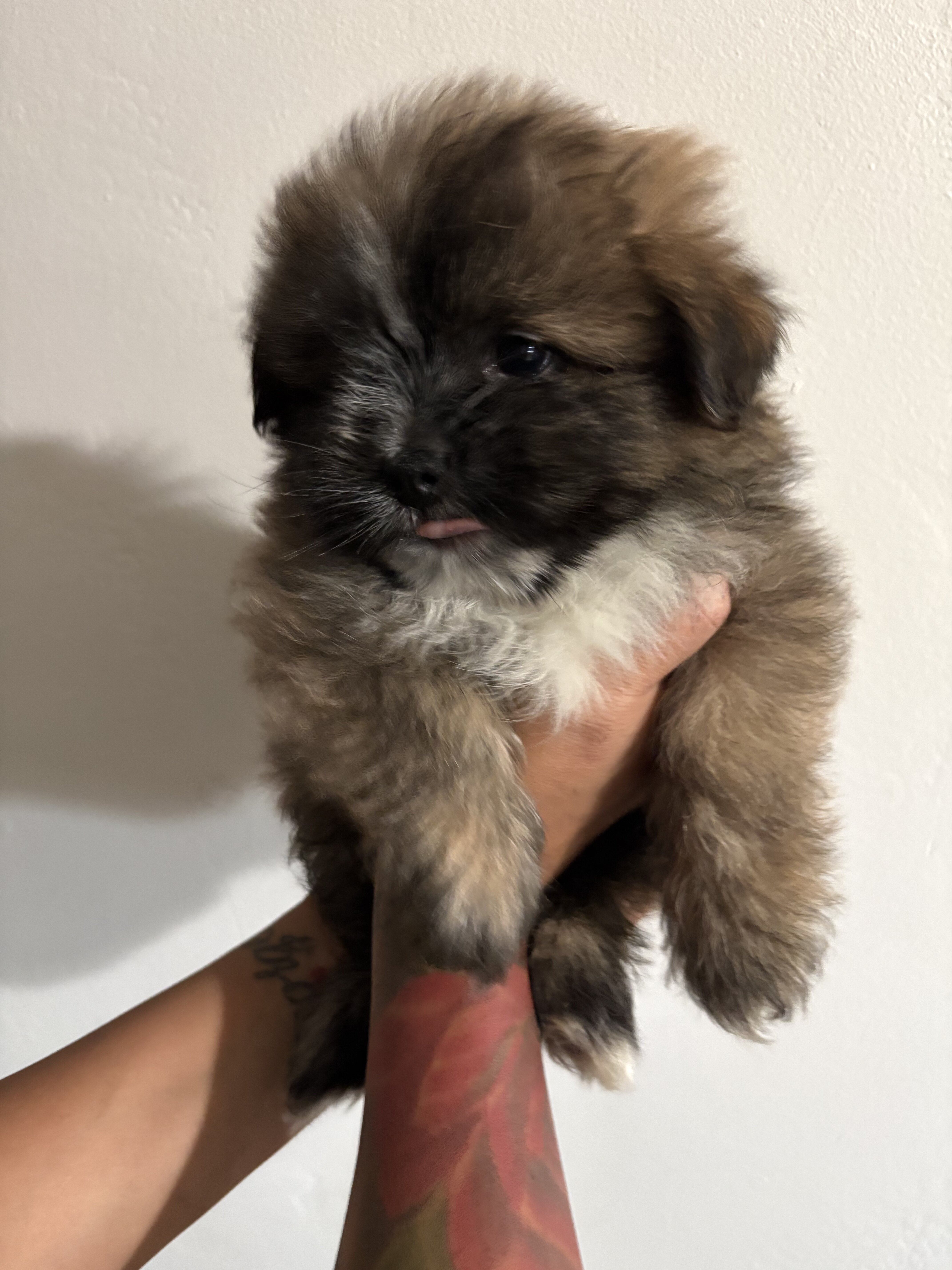 Pomeranian shih Tzu mix image 4