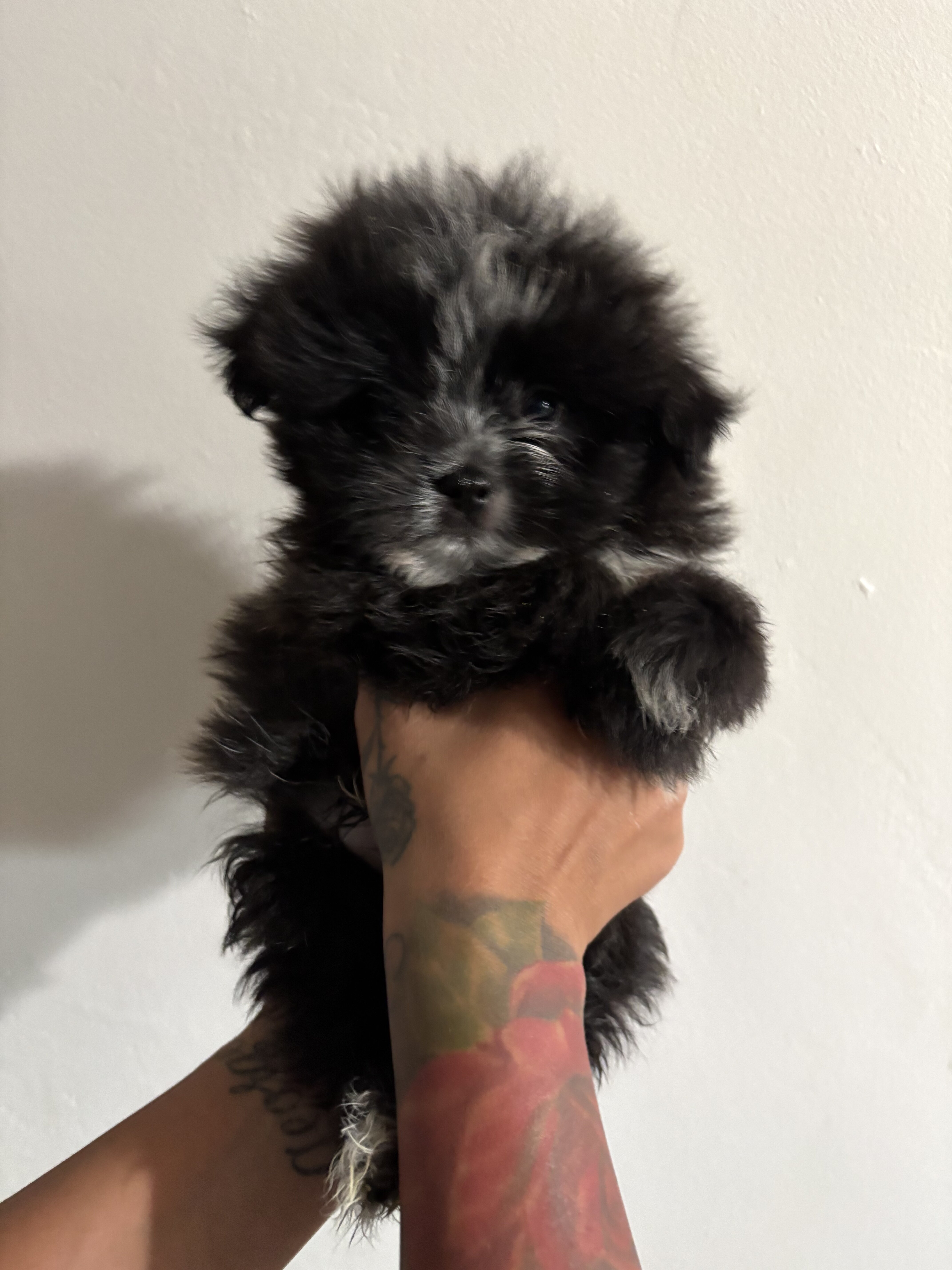 Pomeranian shih Tzu mix image 3