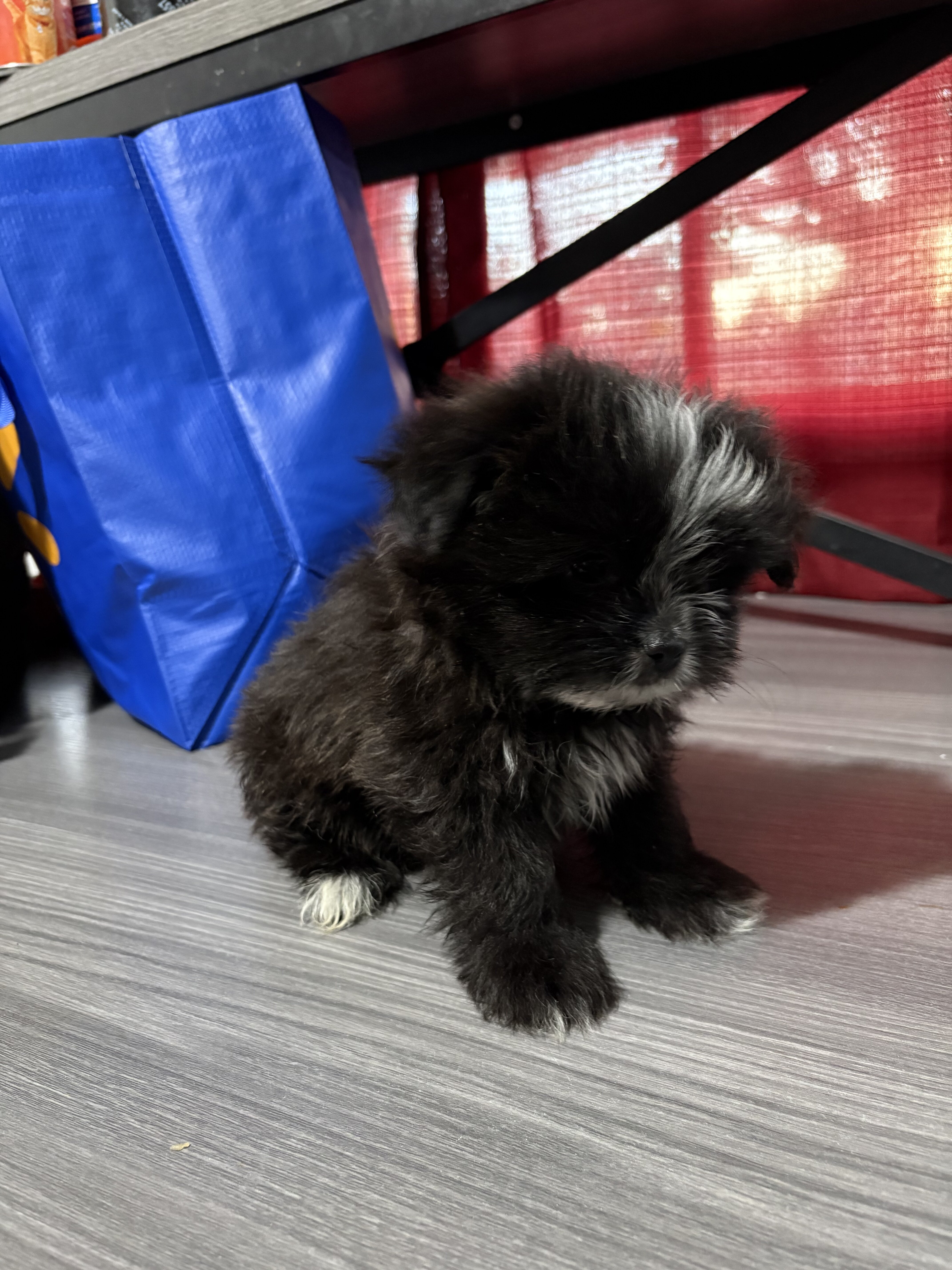 Pomeranian shih Tzu mix image 2