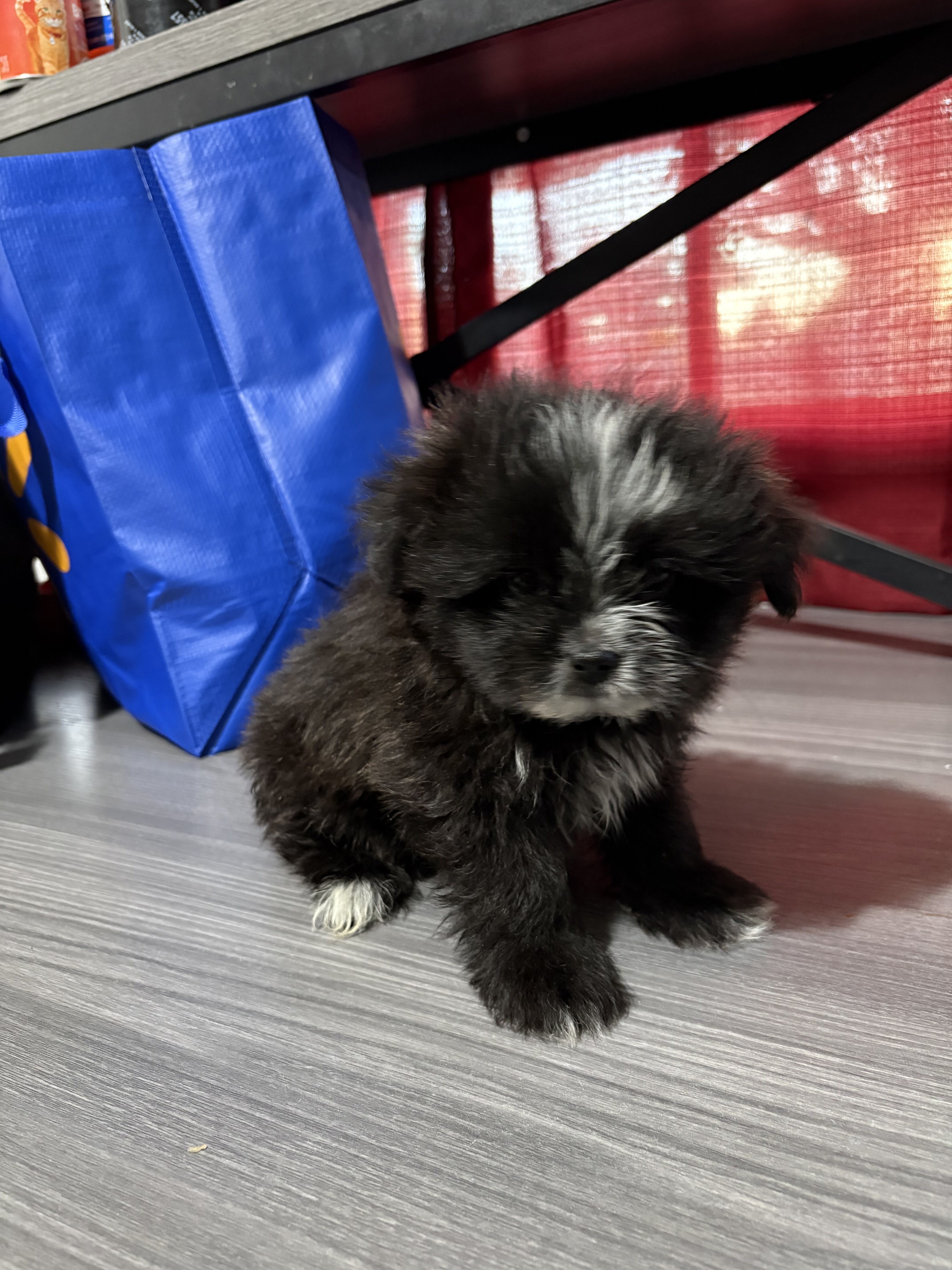 Pomeranian shih Tzu mix image 1