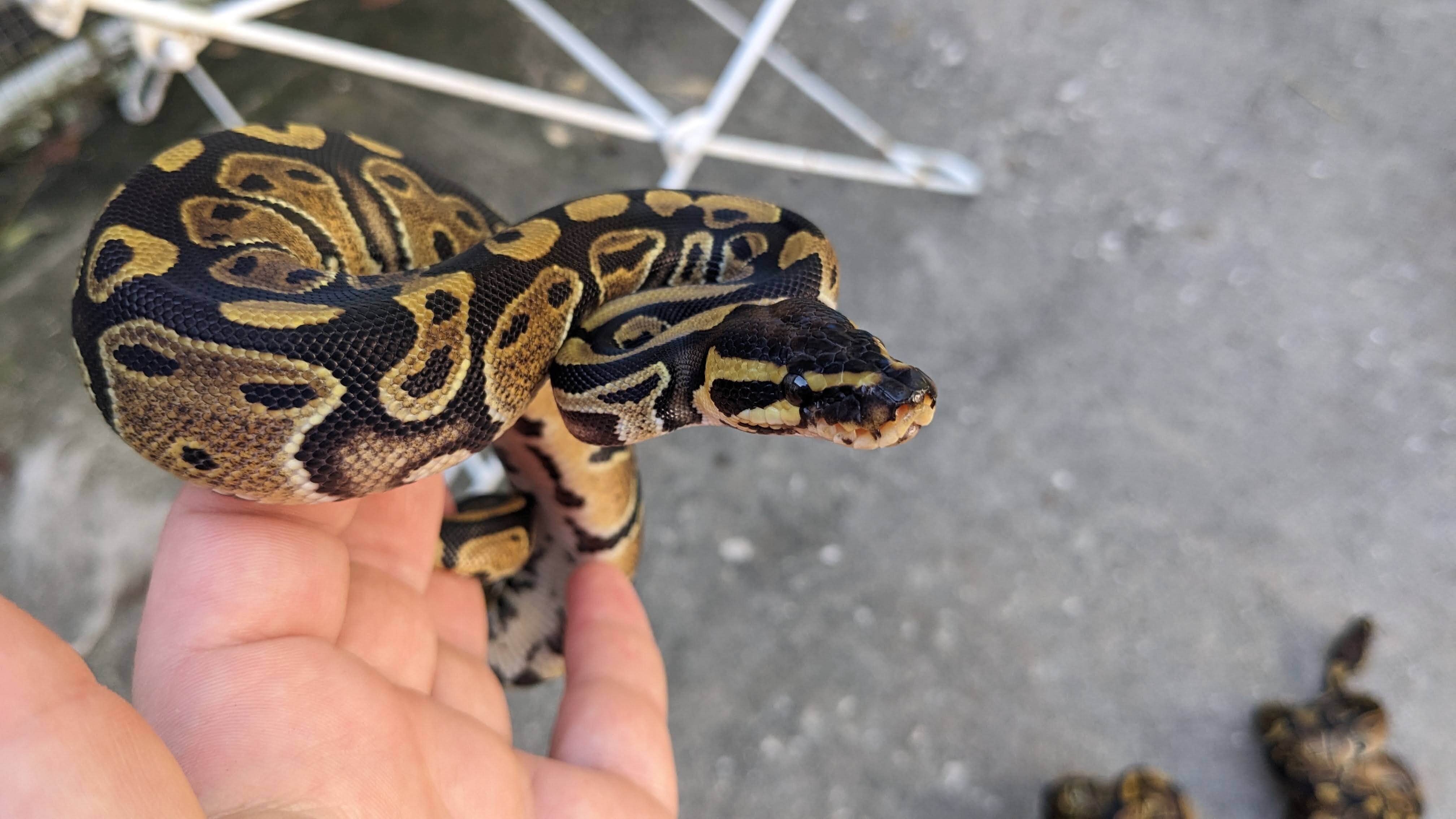 Baby ball pythons image 3