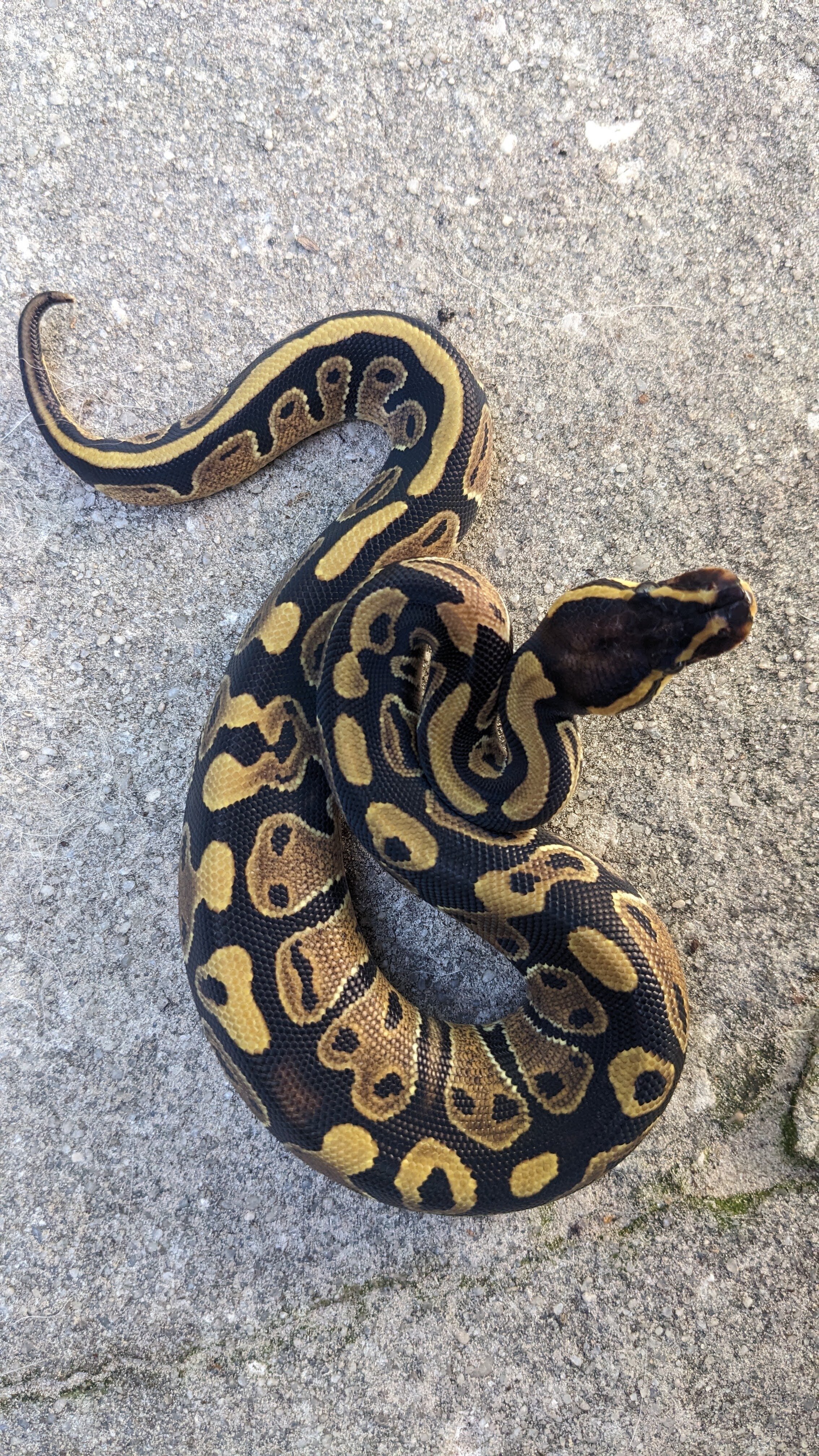 Baby ball pythons image 4