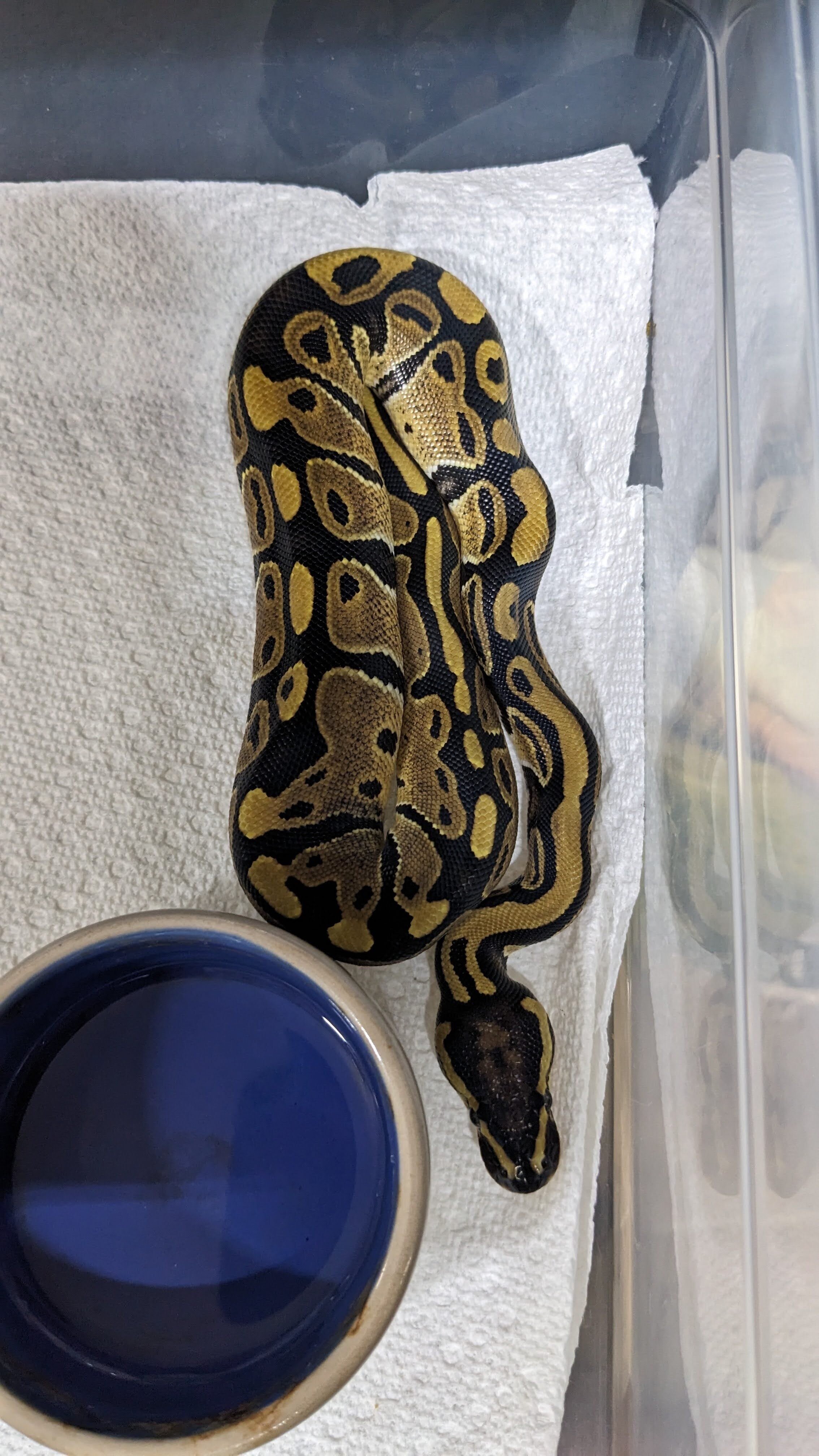 Baby ball pythons image 2
