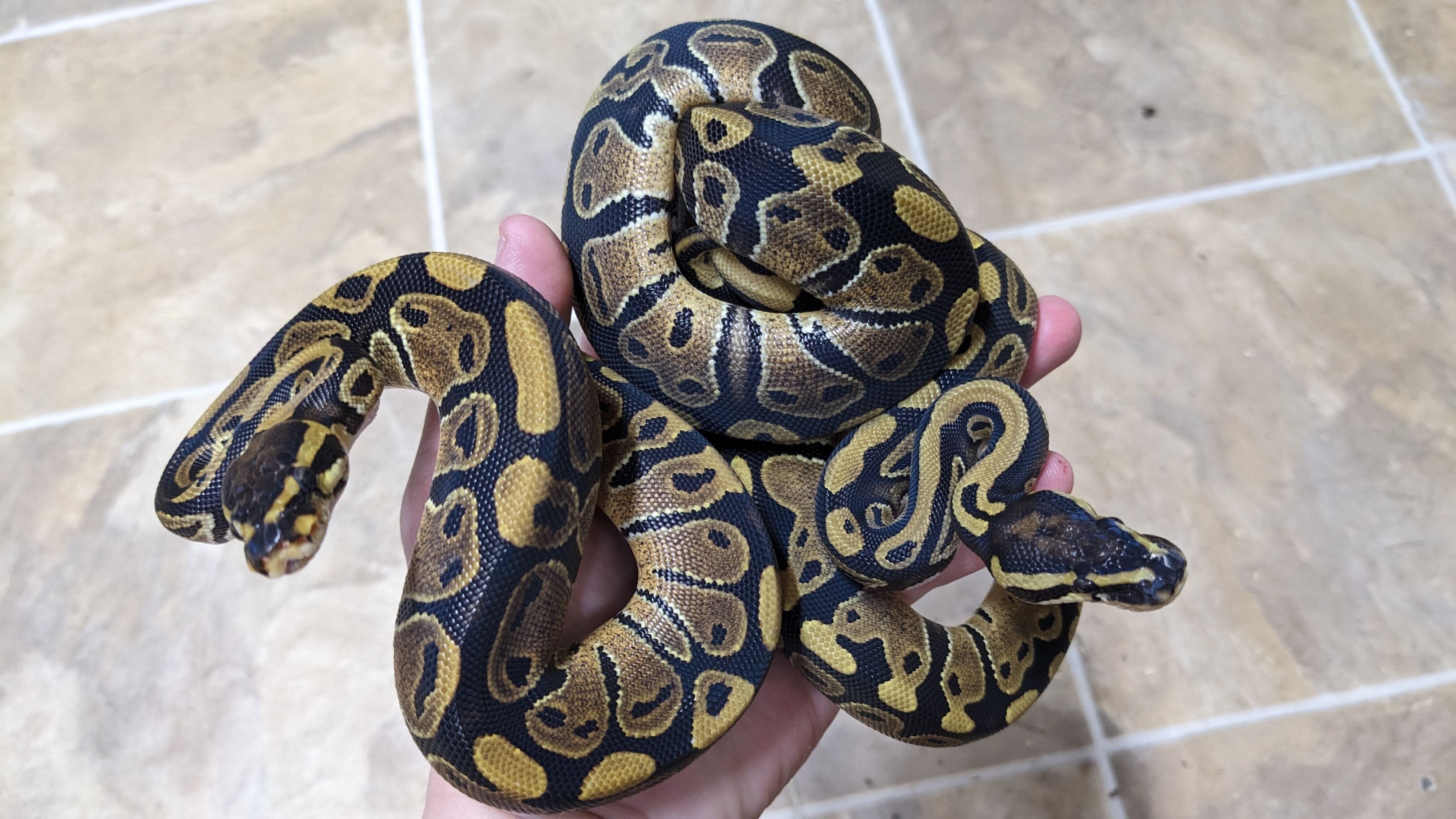 Baby ball pythons image 1