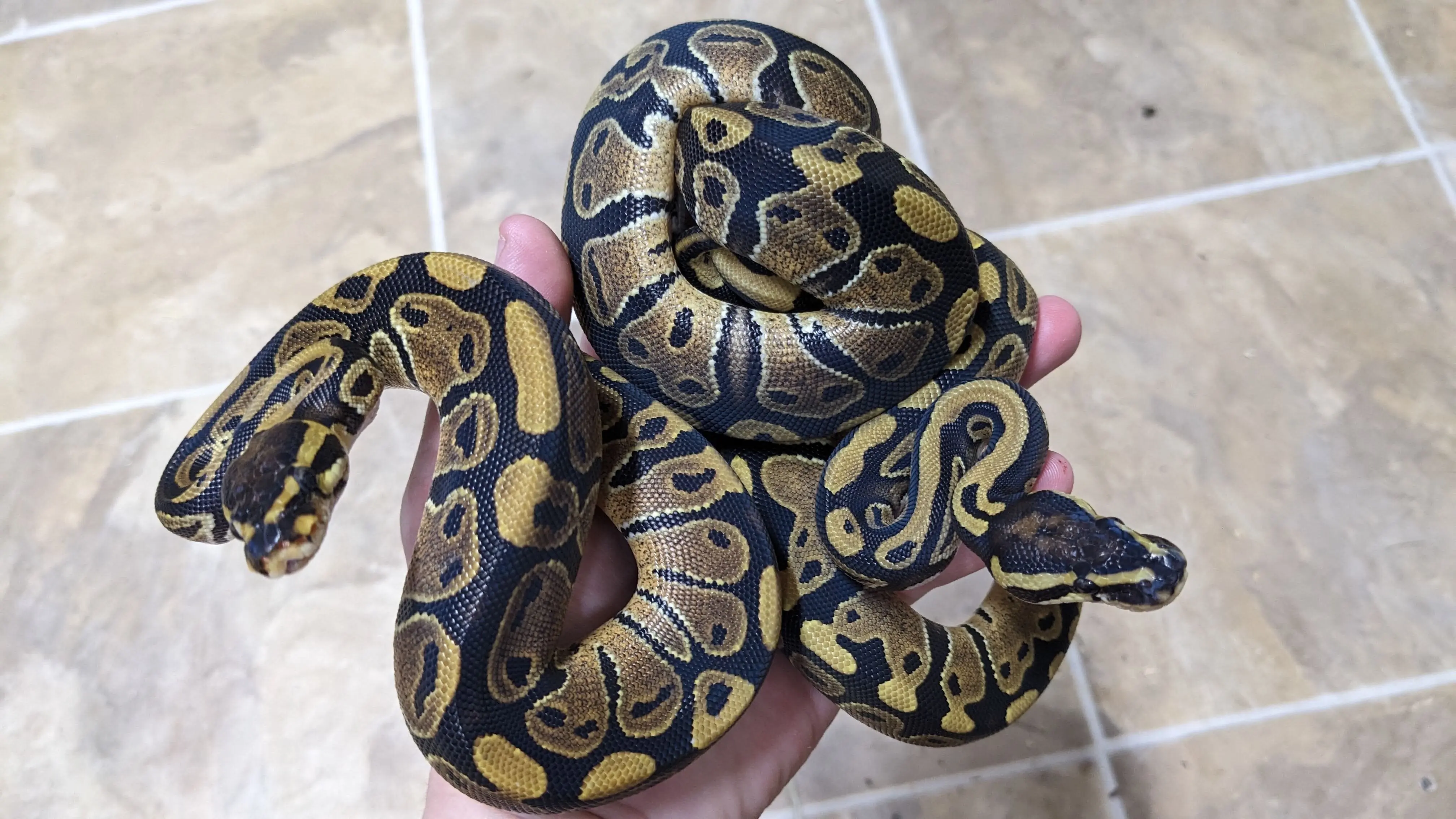 Easy Python Guide Baby ball pythons | PetClassifieds.com - petclassifieds