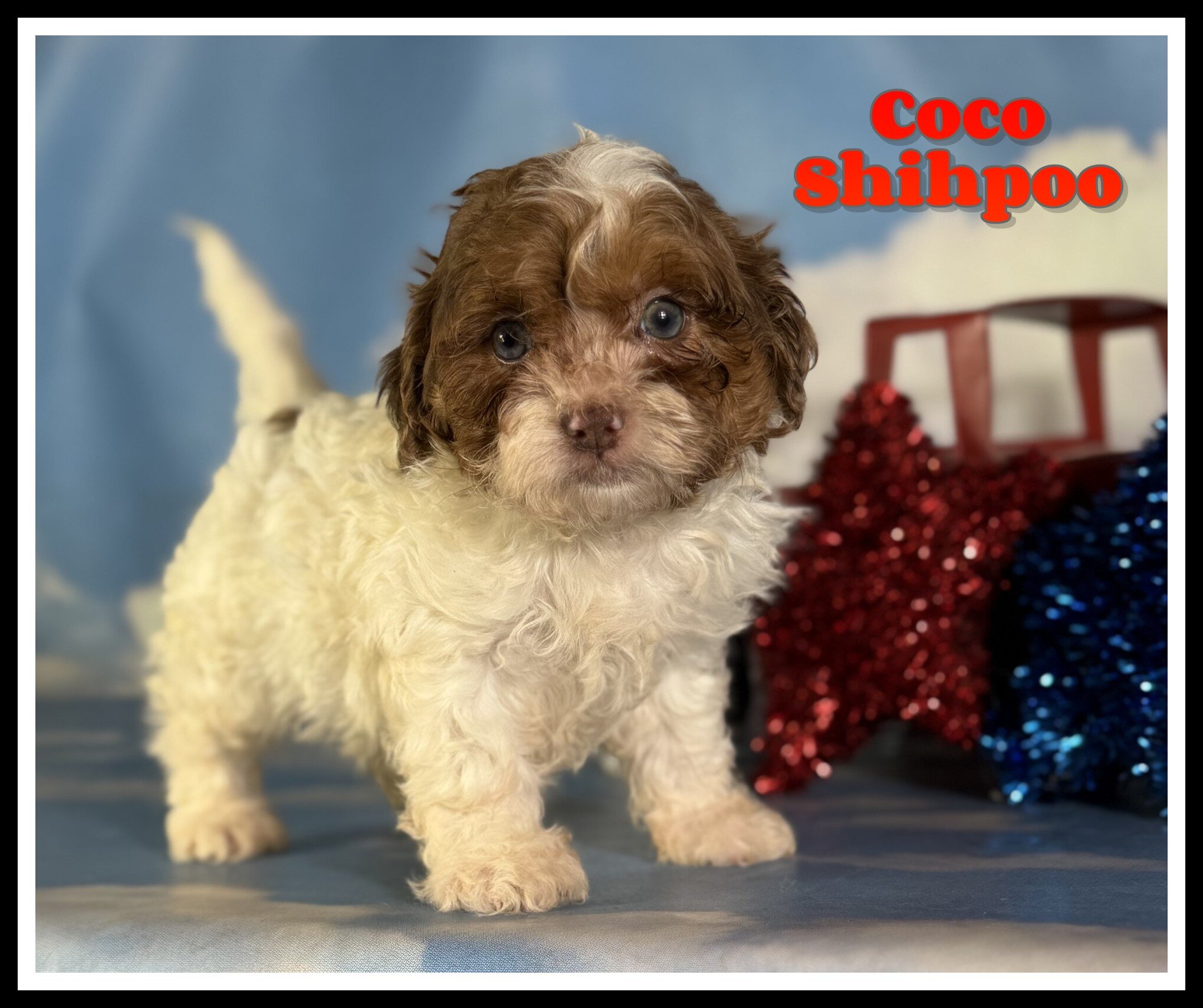 Coco Male Shihpoo image 1