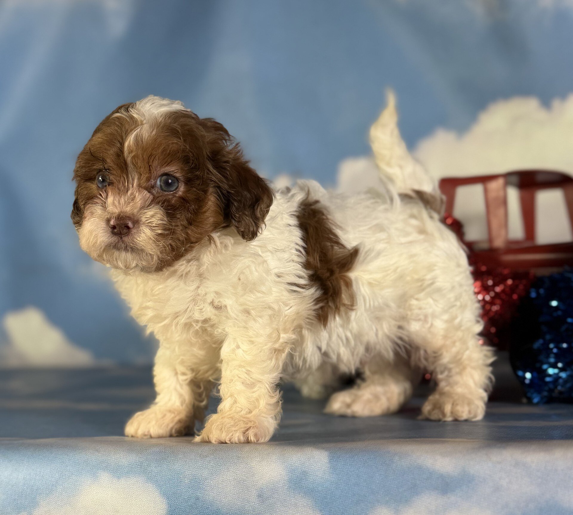 Coco Male Shihpoo image 3