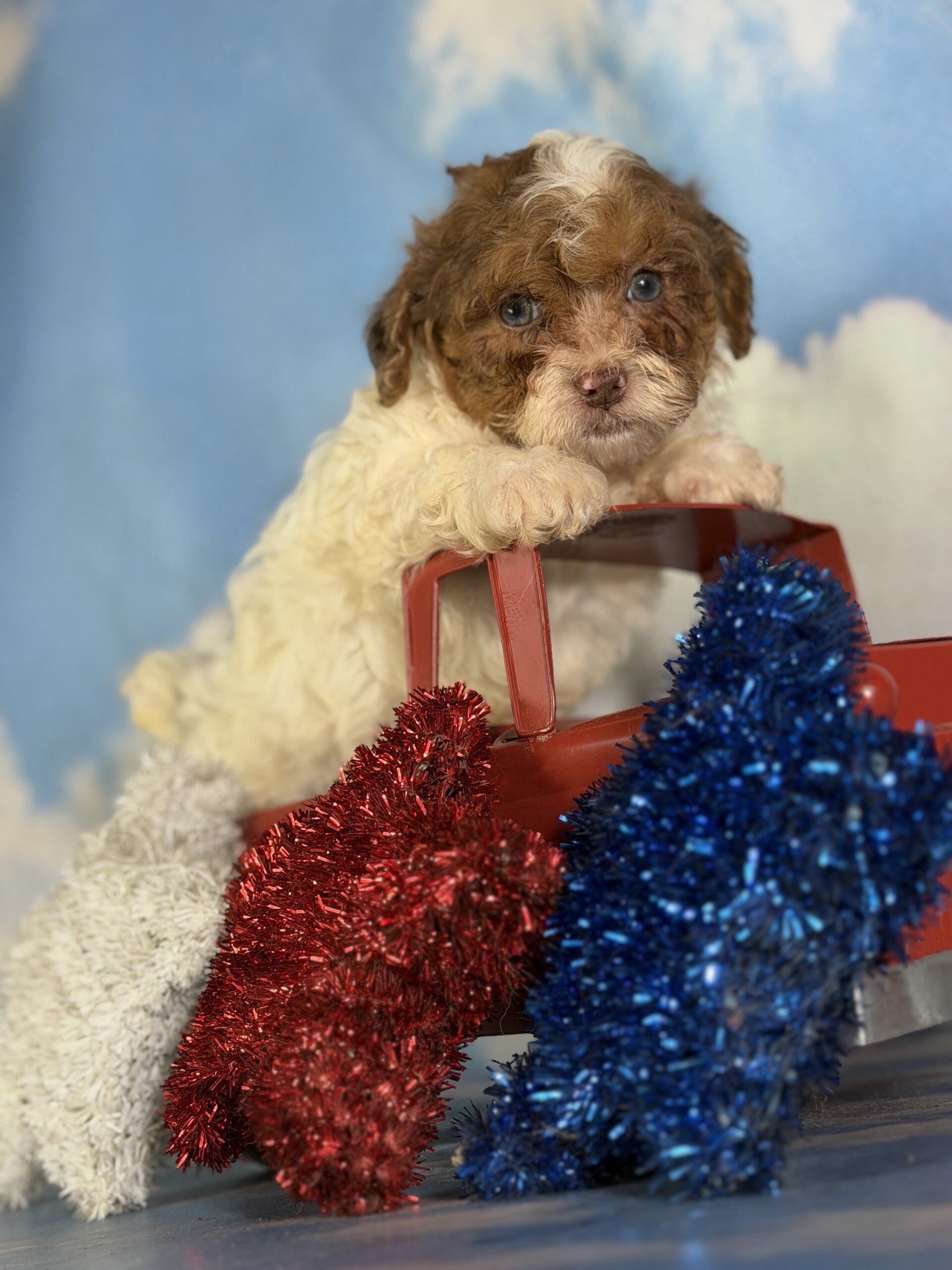 Coco Male Shihpoo image 4