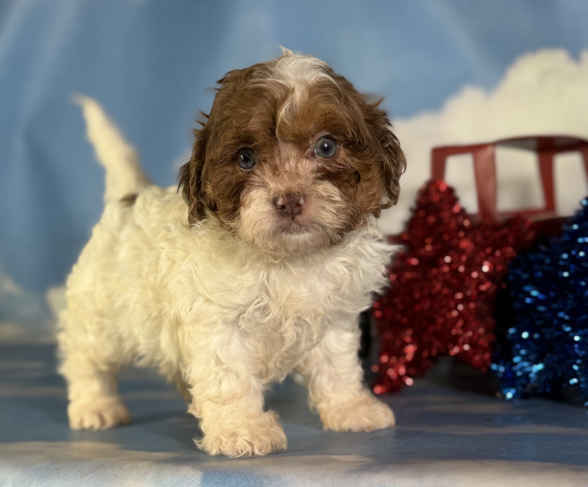 Coco Male Shihpoo image 2
