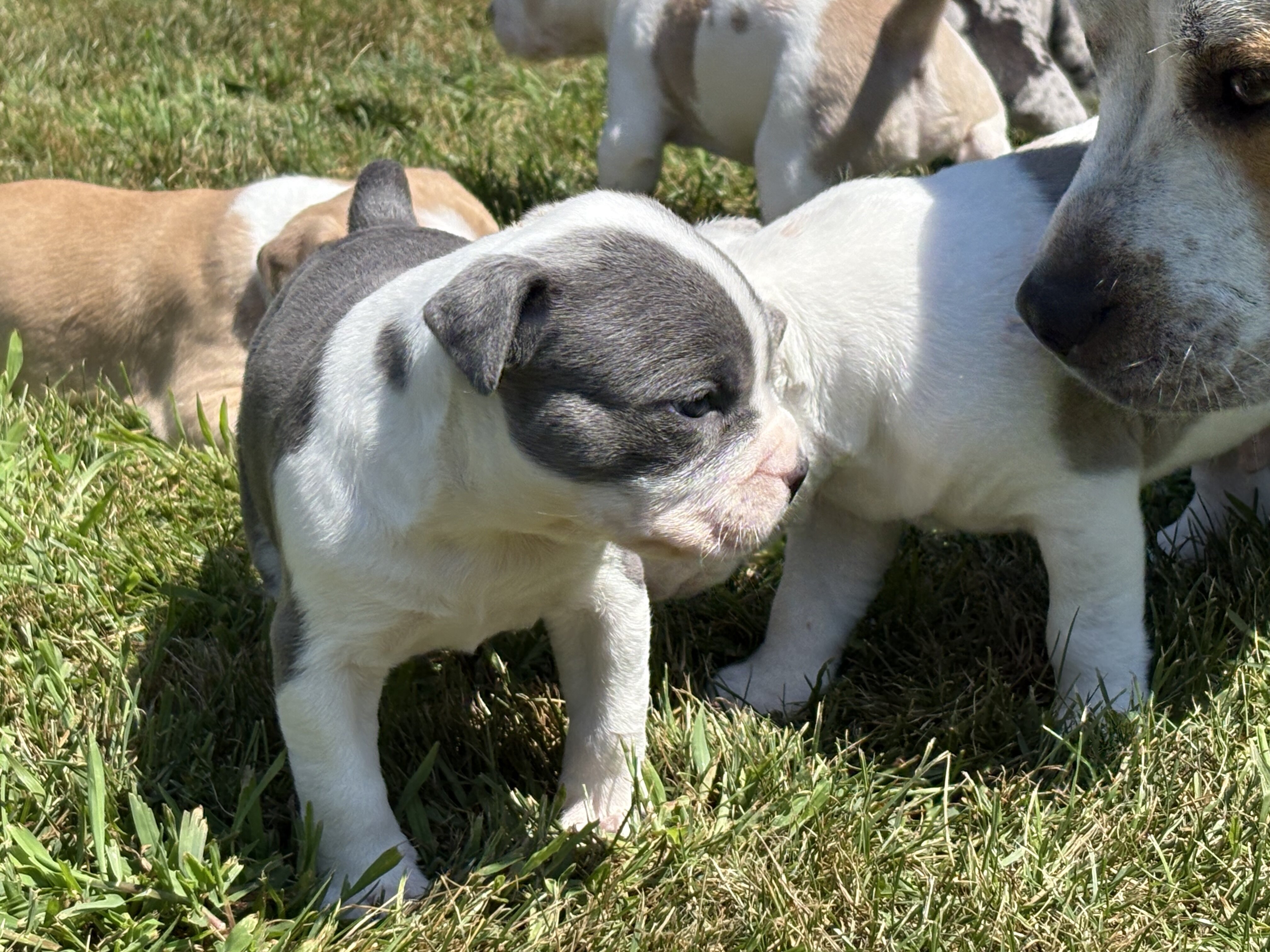 Classic Beautiful bully blue nose baby girl image 8