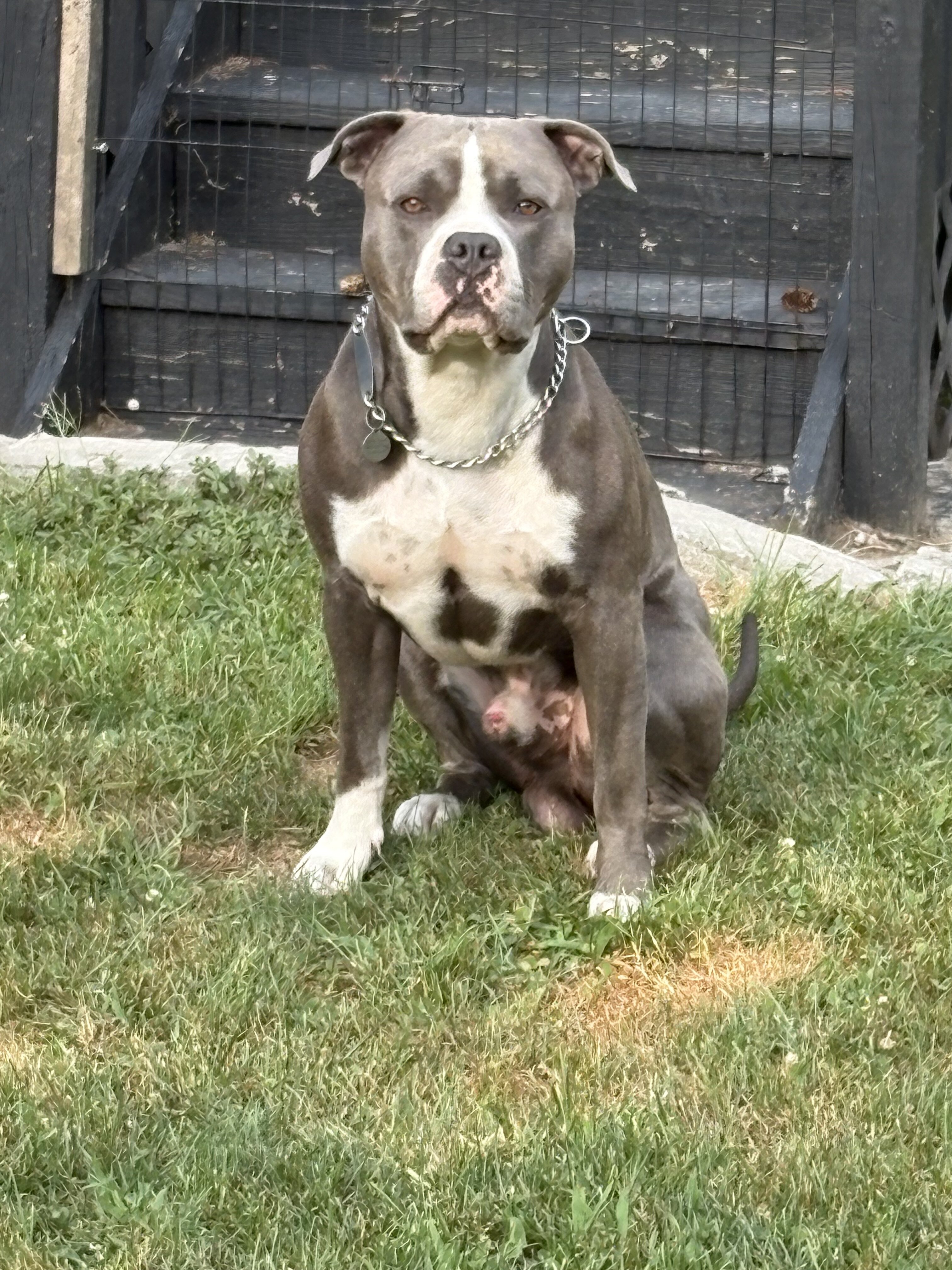 Classic Beautiful bully blue nose baby girl image 2