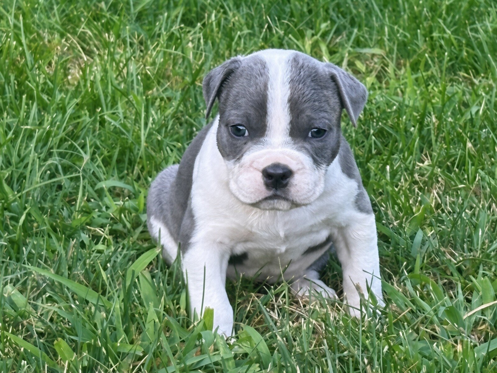 Classic Beautiful bully blue nose baby girl image 1