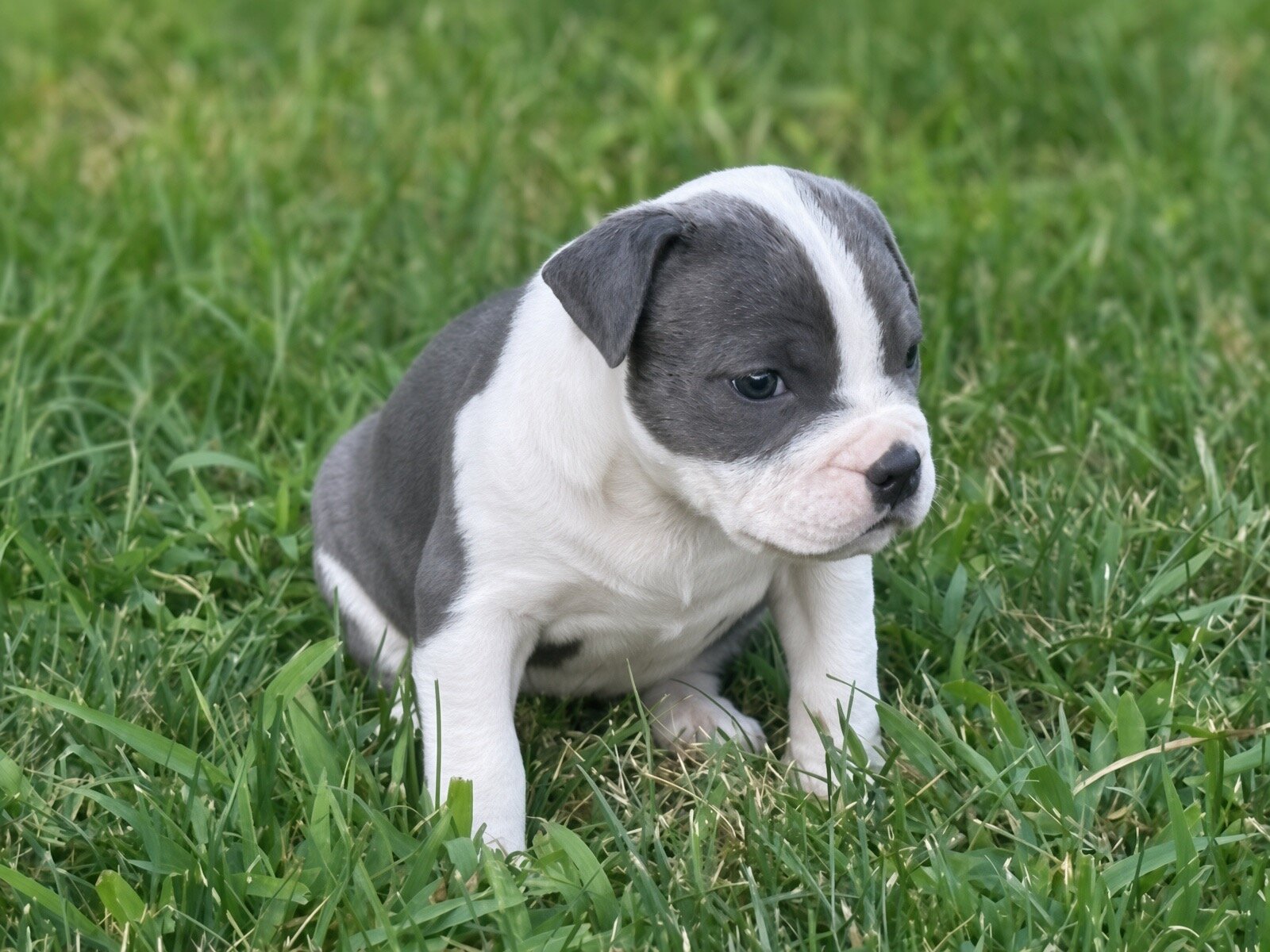 Classic Beautiful bully blue nose baby girl image 3