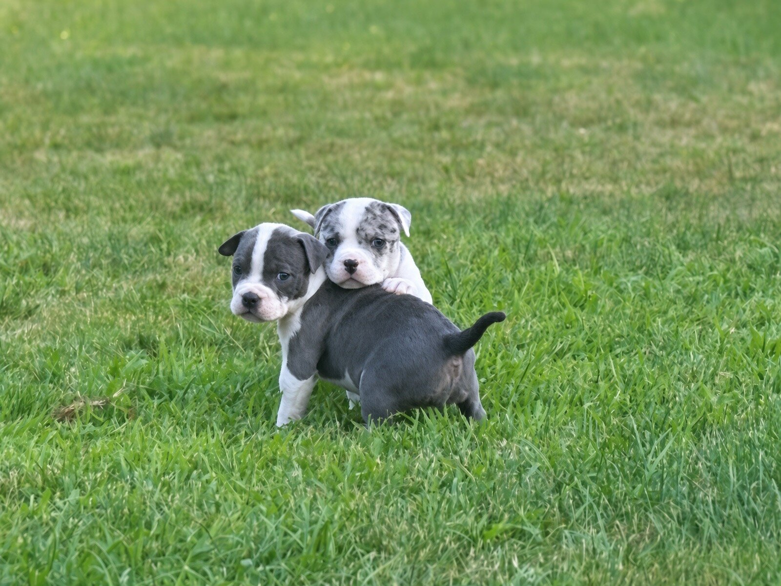 Classic Beautiful bully blue nose baby girl image 10