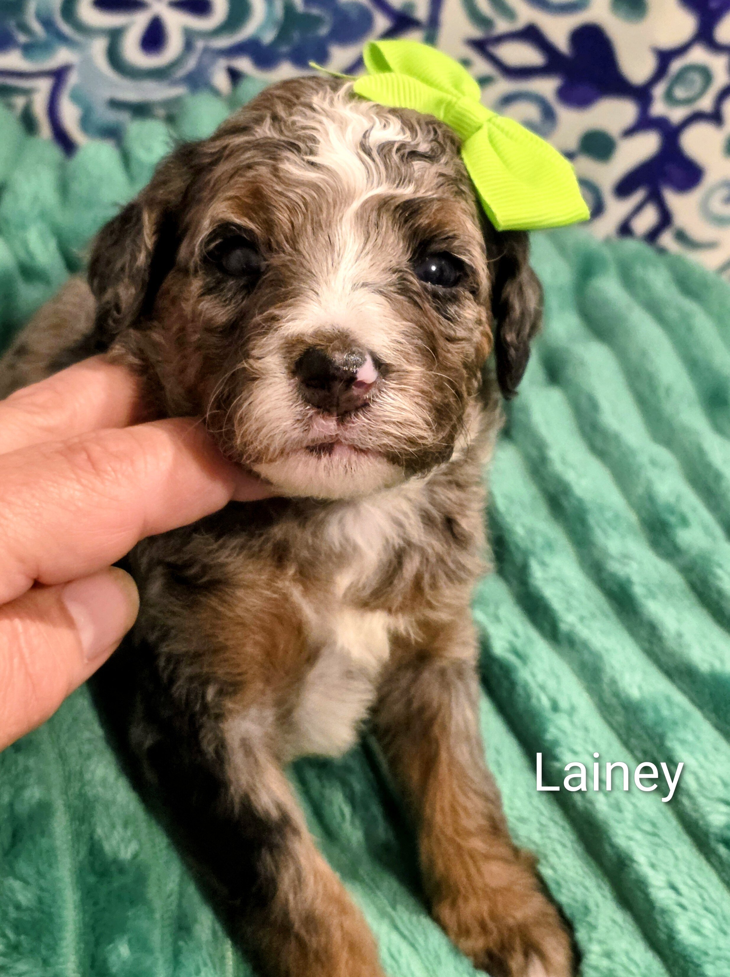 Mini Bernedoodles image 1