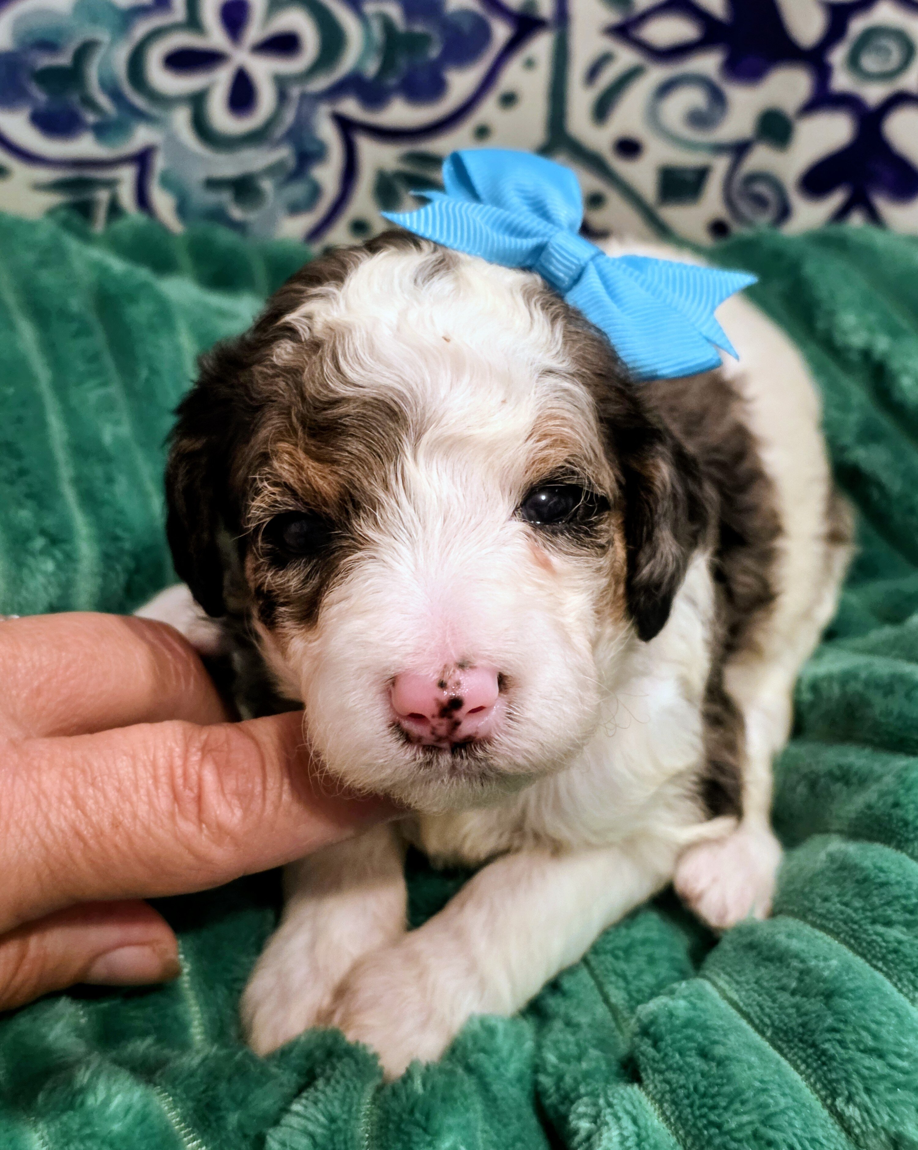 Mini Bernedoodles image 3