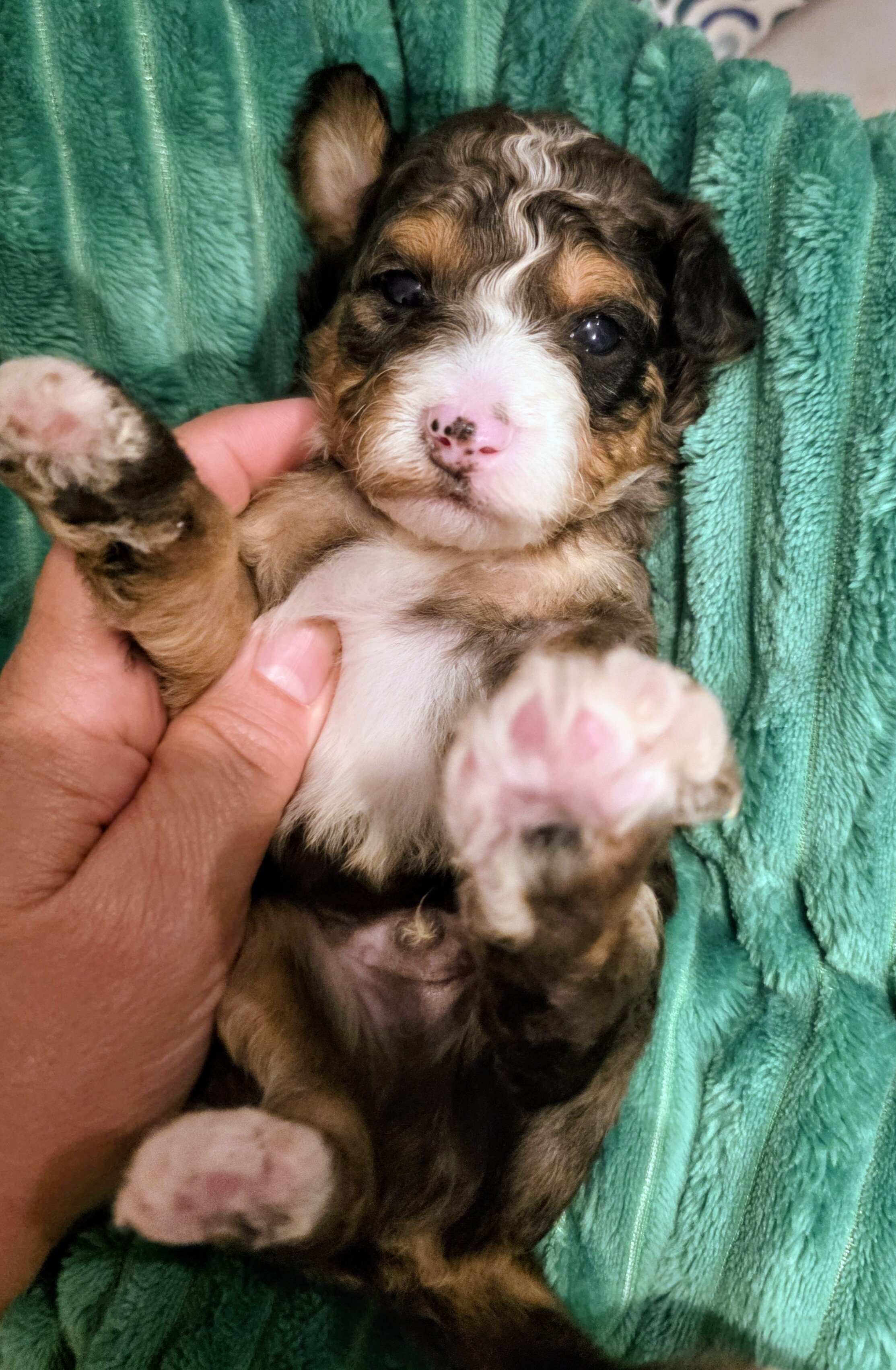 Mini Bernedoodles image 4