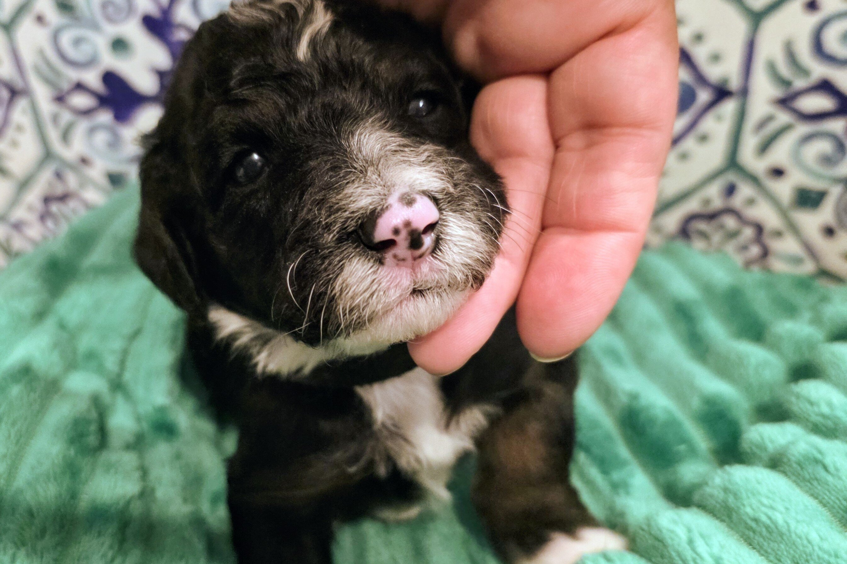 Mini Bernedoodles image 5