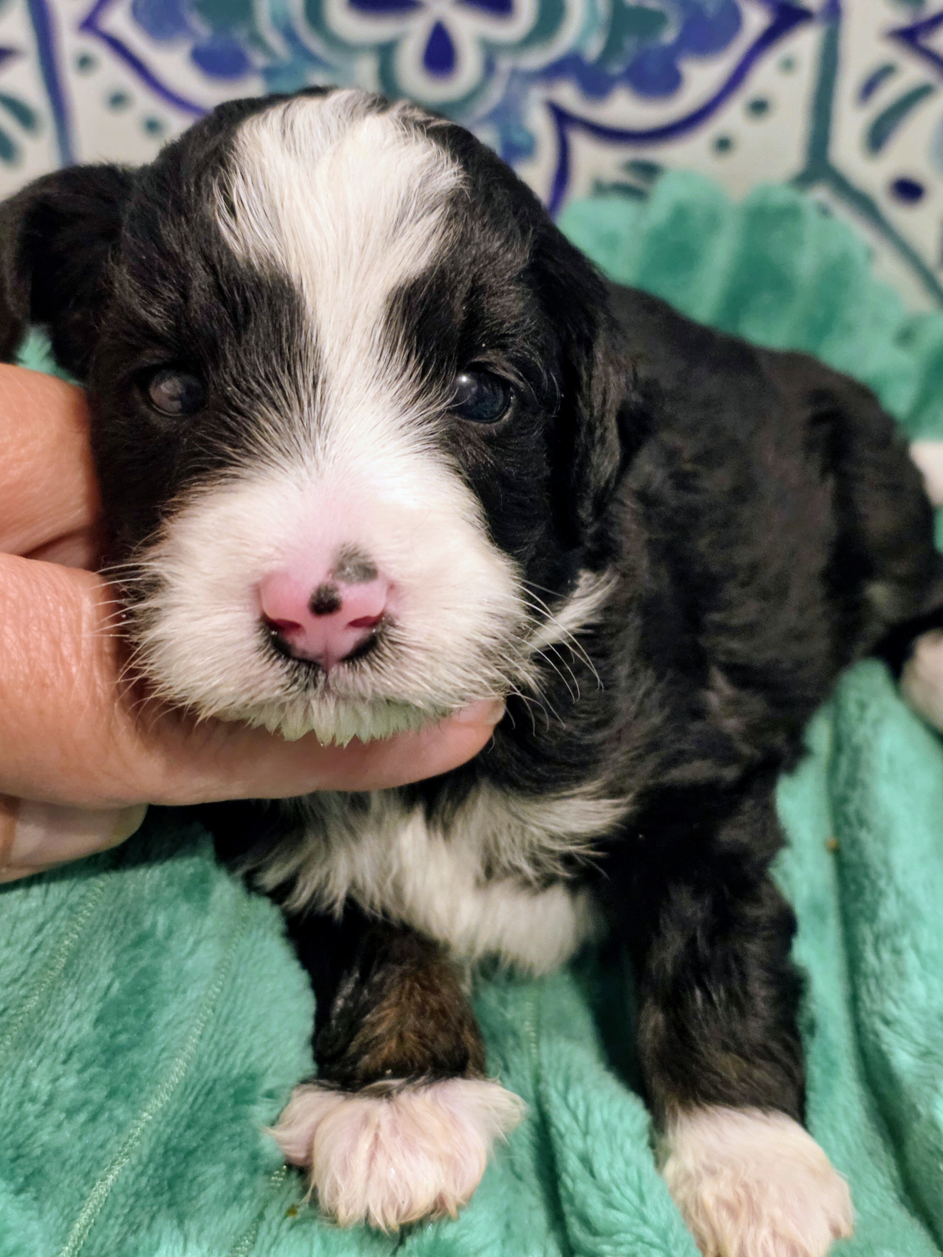 Mini Bernedoodles image 6