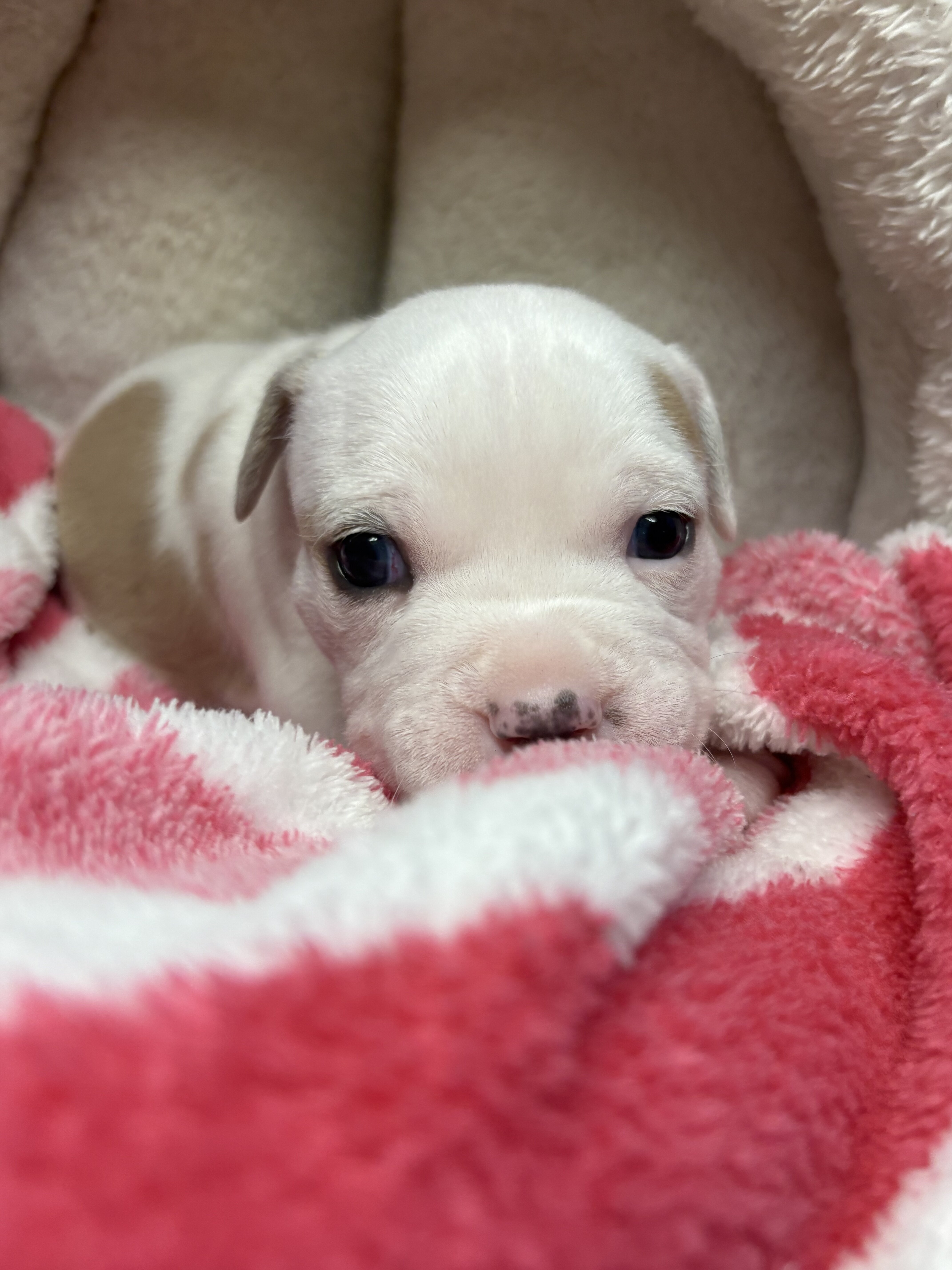 Stunning White Fawn Bully Girl image 9