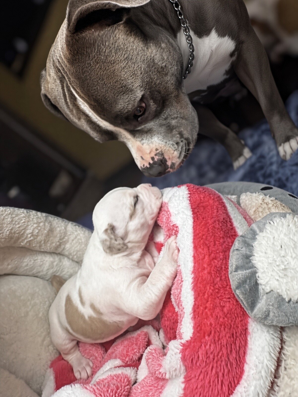 Stunning White Fawn Bully Girl image 7