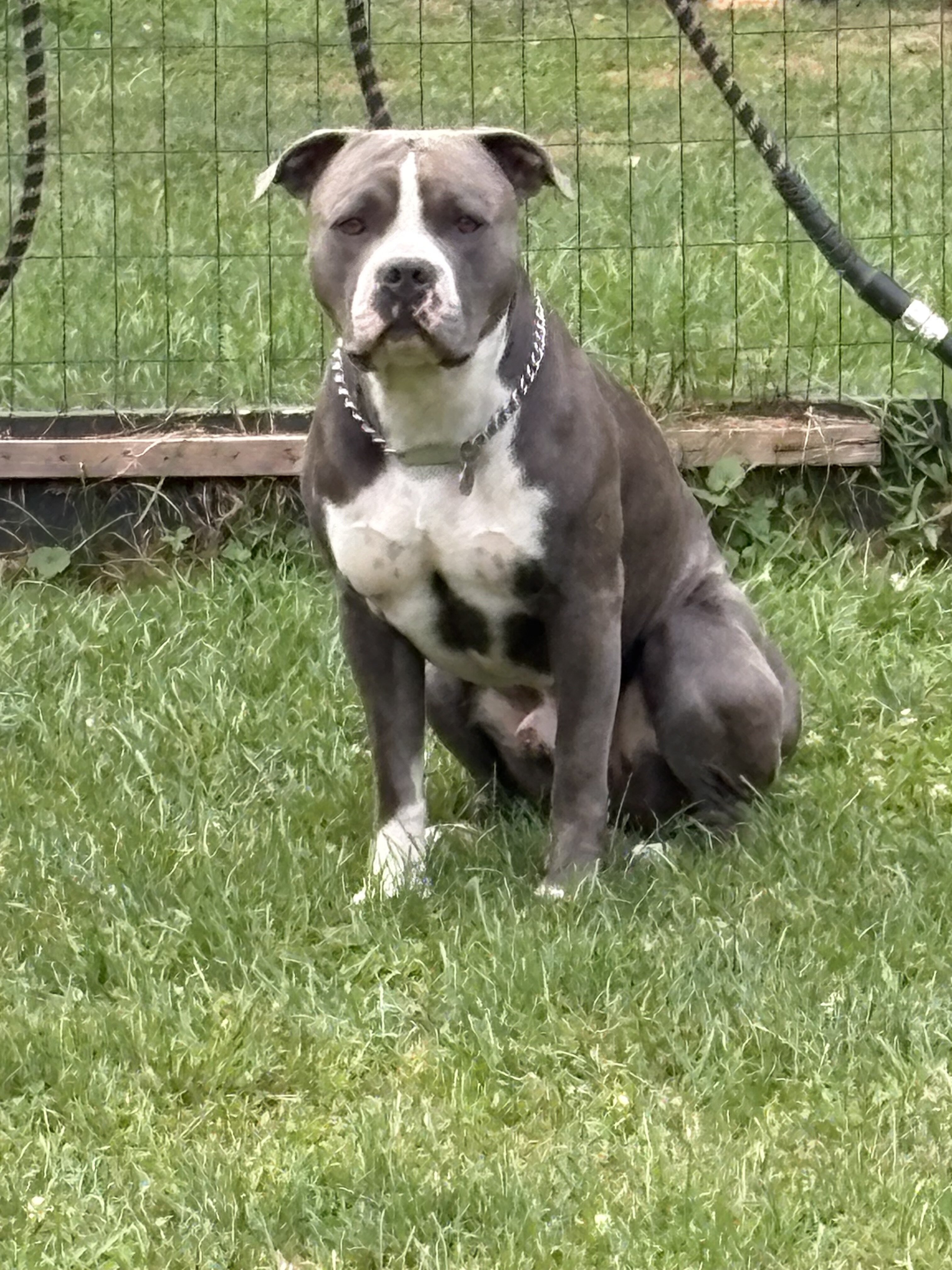 Stunning White Fawn Bully Girl image 3