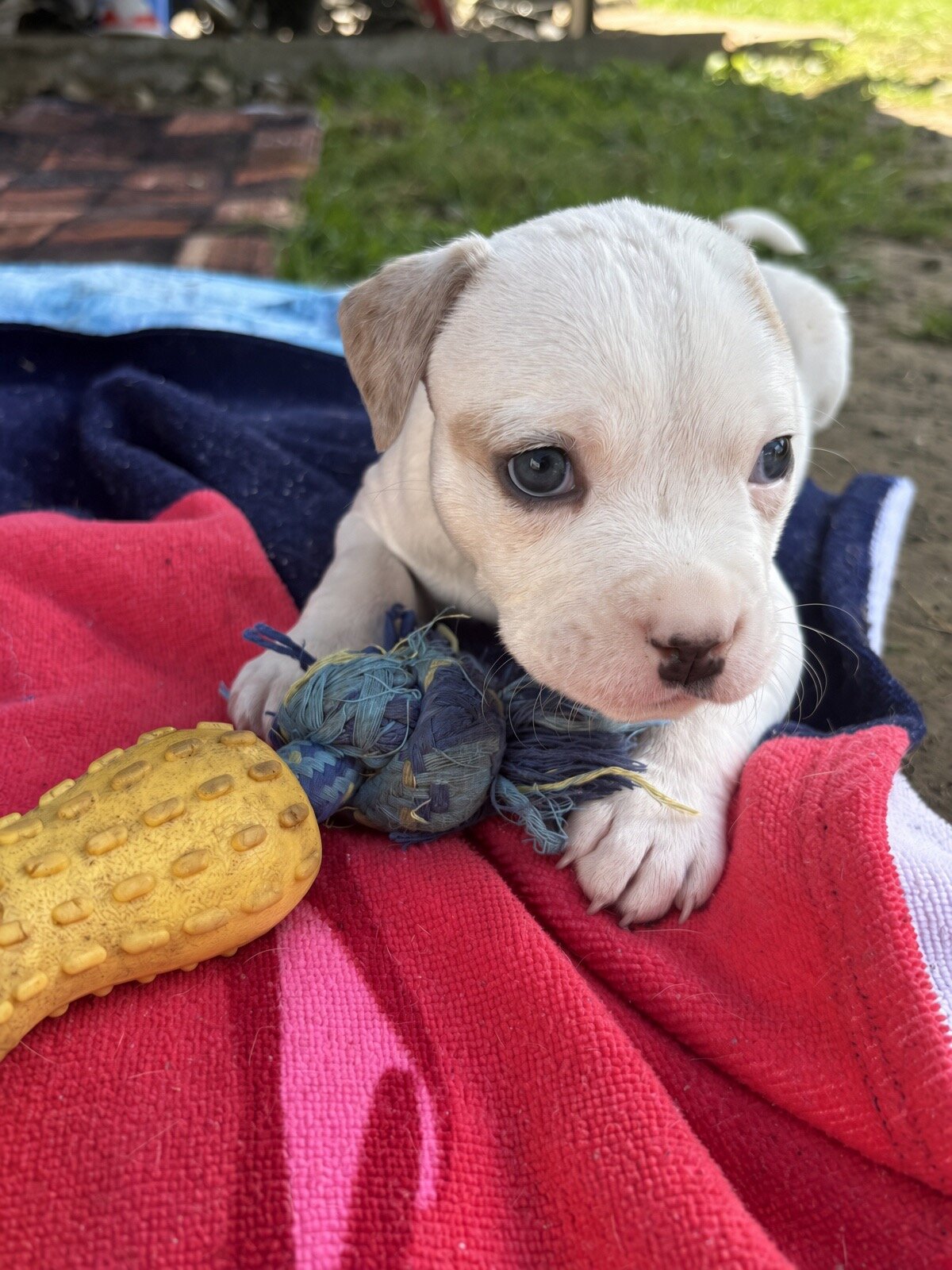 Stunning White Fawn Bully Girl image 5