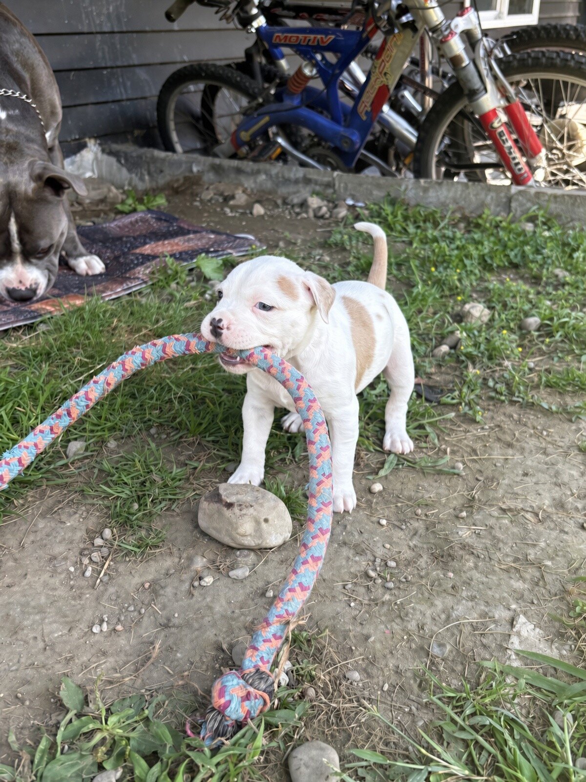 Stunning White Fawn Bully Girl image 8