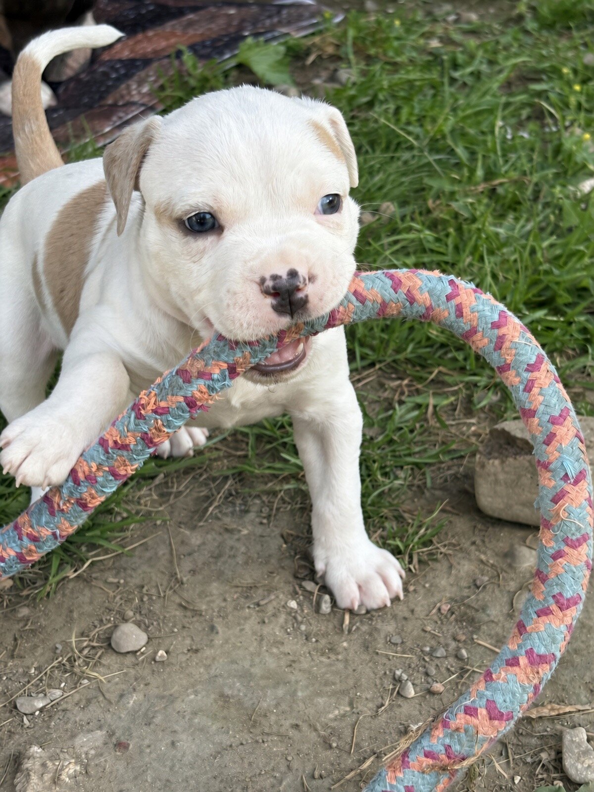 Stunning White Fawn Bully Girl image 2