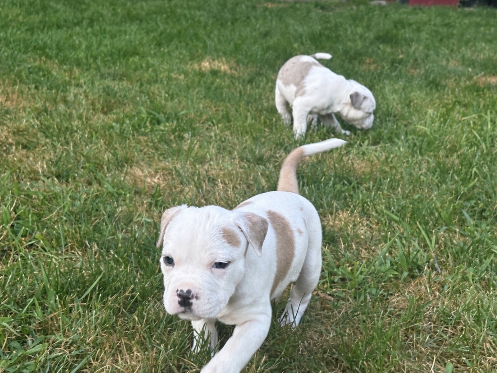 Stunning White Fawn Bully Girl image 10