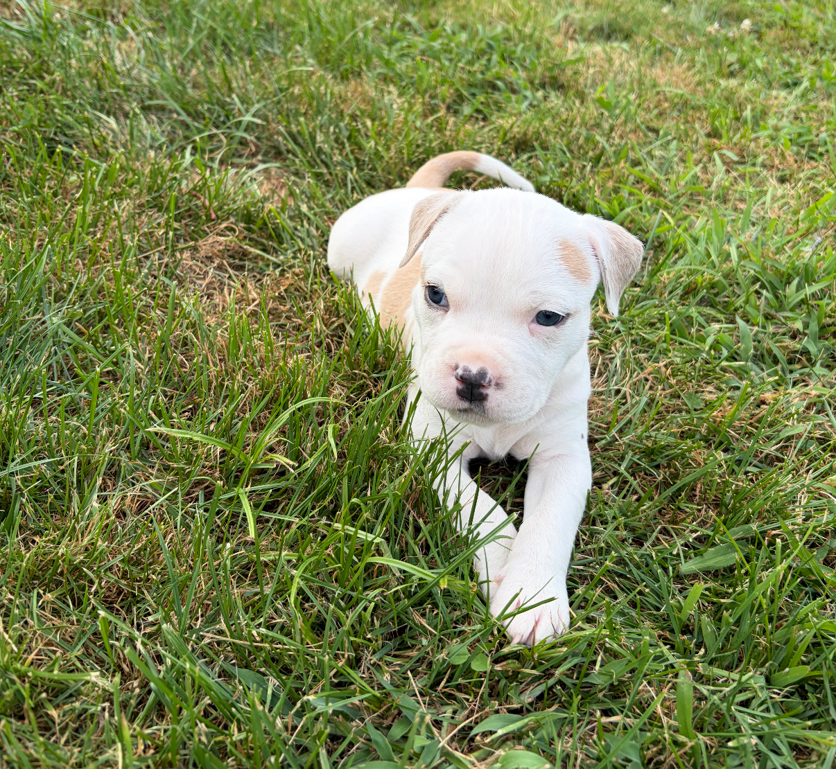 Stunning White Fawn Bully Girl image 1