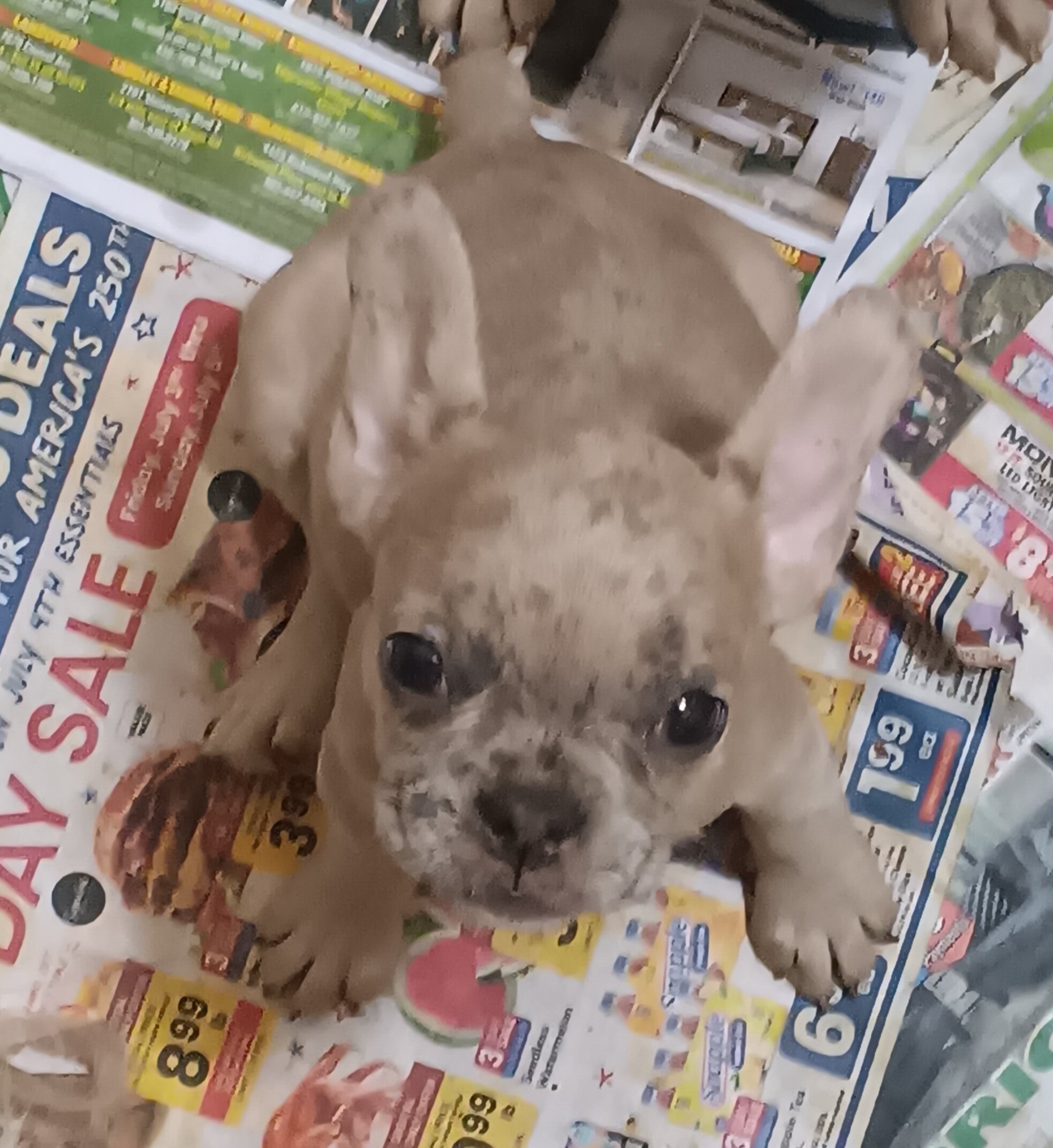French bulldog puppies image 9