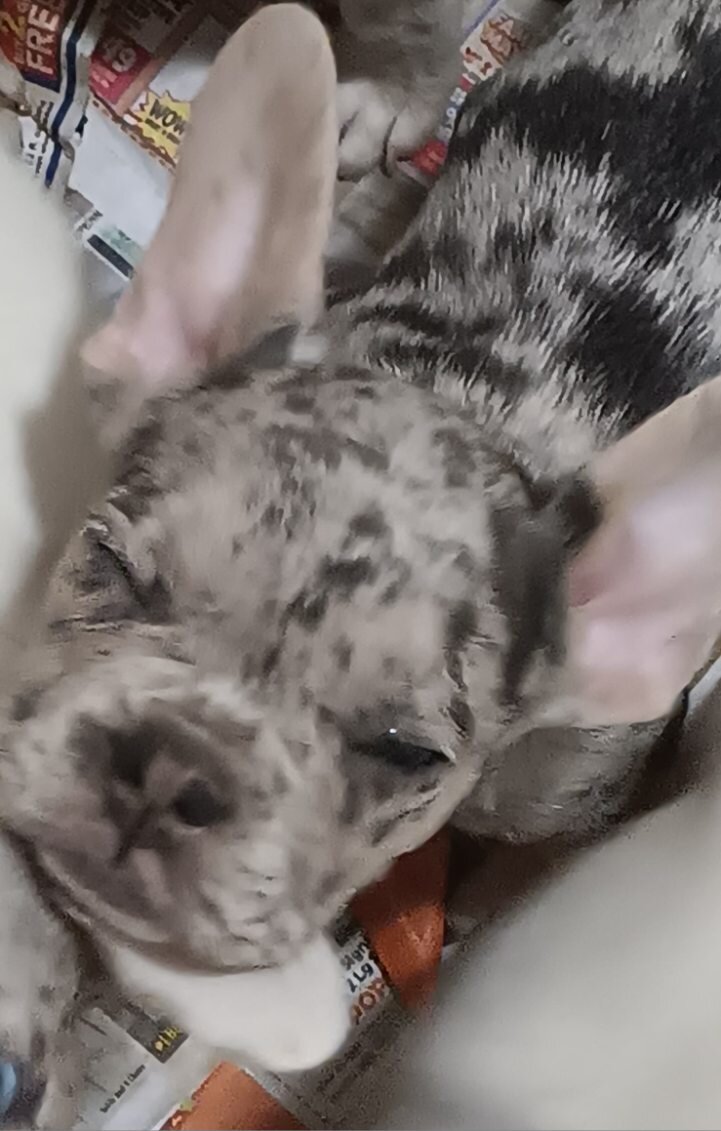 French bulldog puppies image 7