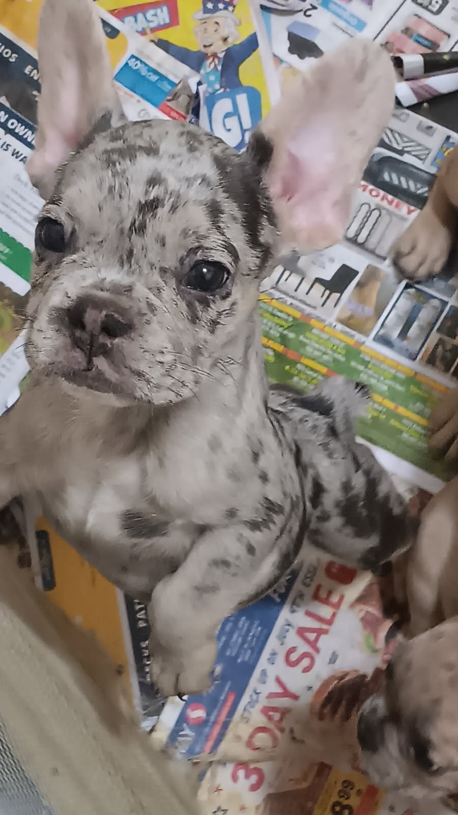 French bulldog puppies image 8