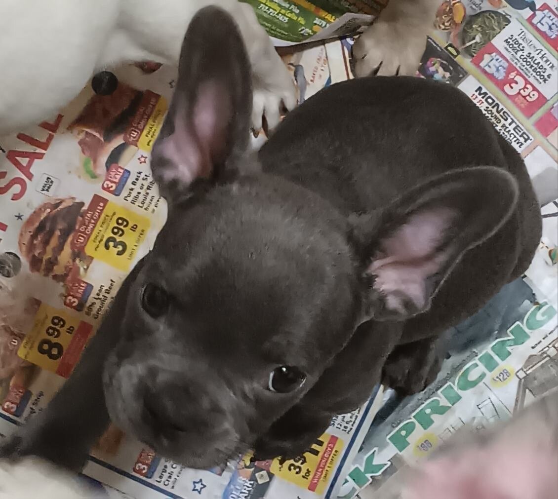 French bulldog puppies image 6