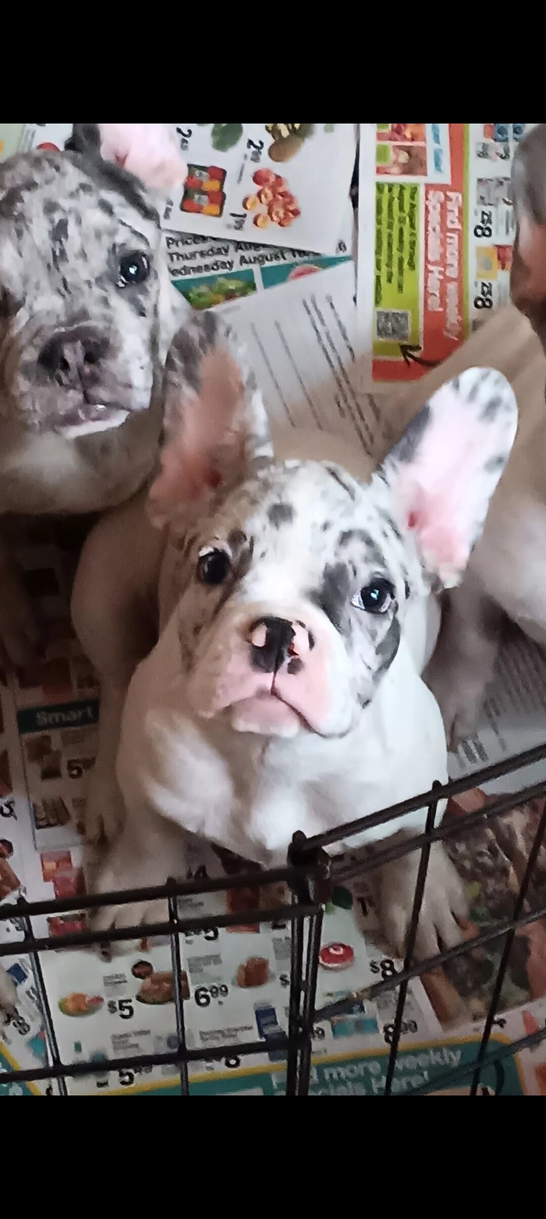 French bulldog puppies image 1