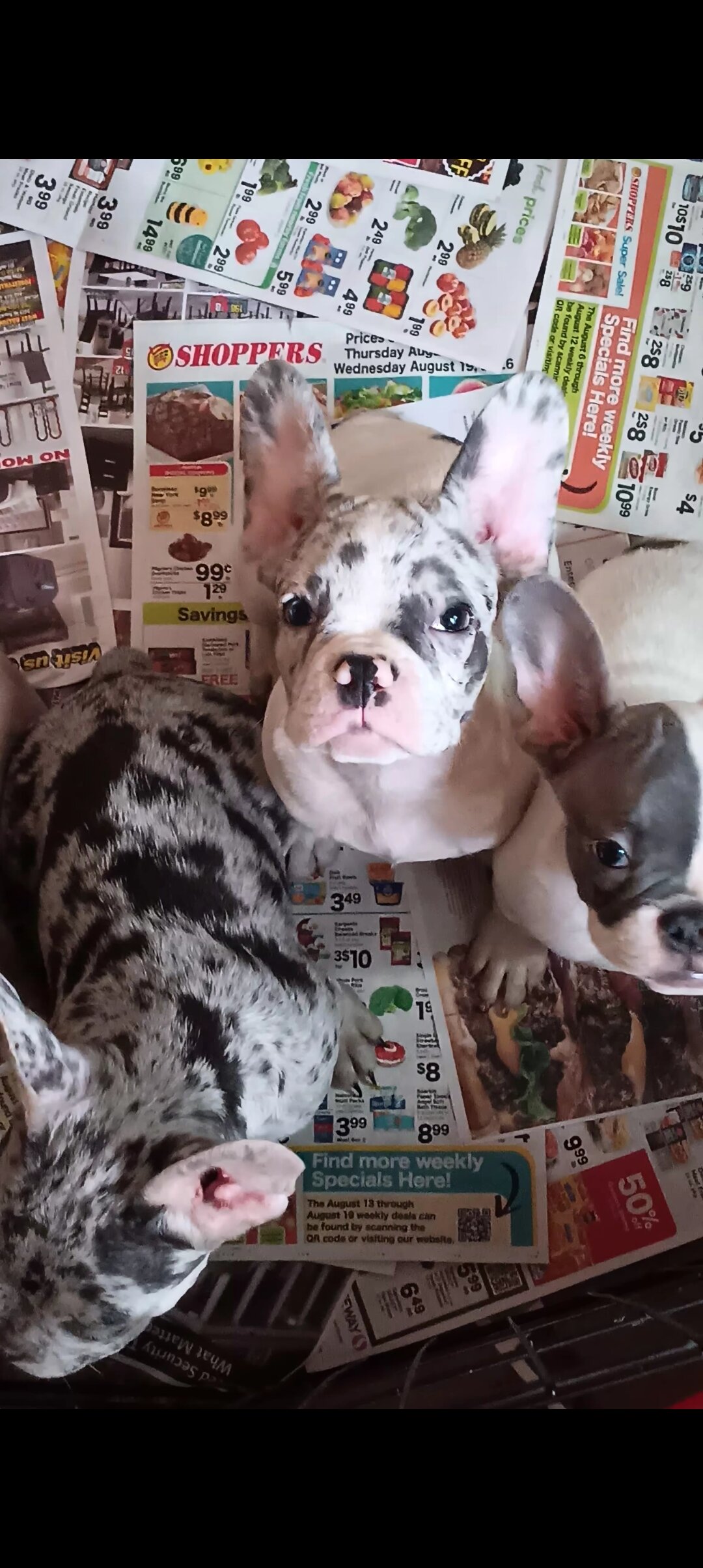 French bulldog puppies image 4